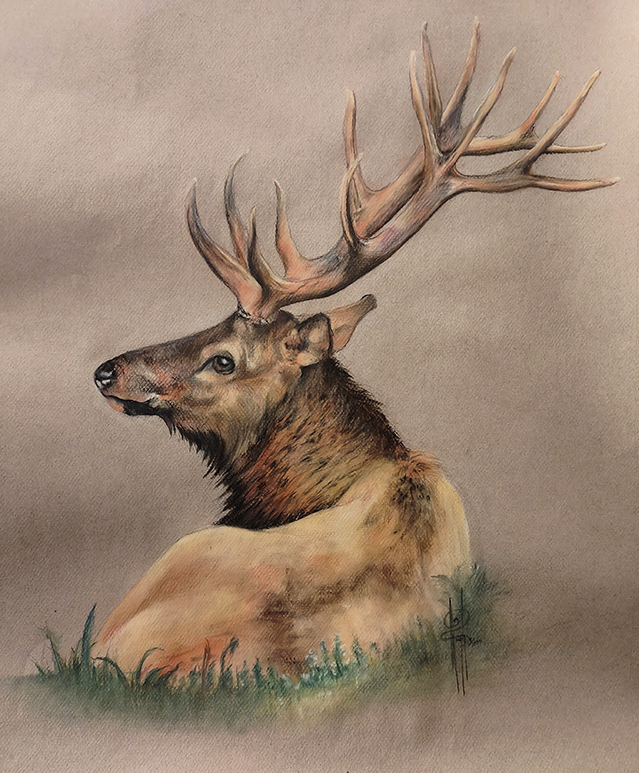Buck Pastel 18x24 $1400 (framed)