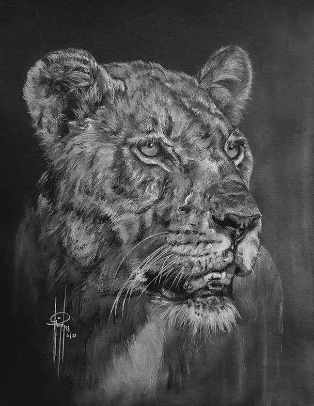 Lioness 11x14