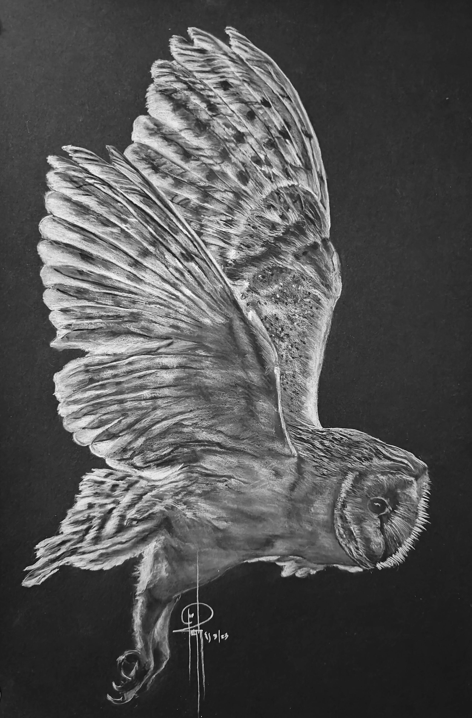 Owl in Flight 11x16 Charcoal with Frame 21x26 $1100