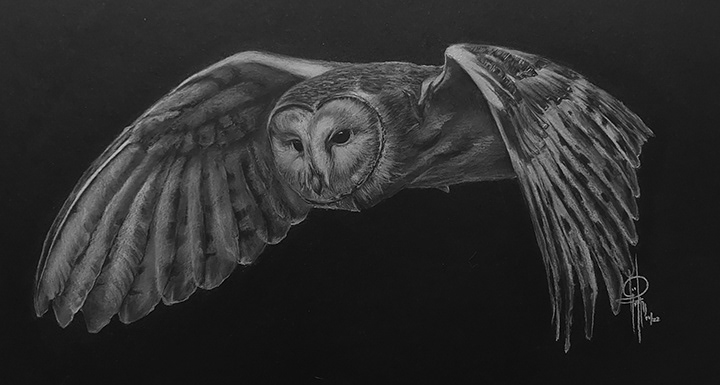 Barn Owl with frame - SOLD