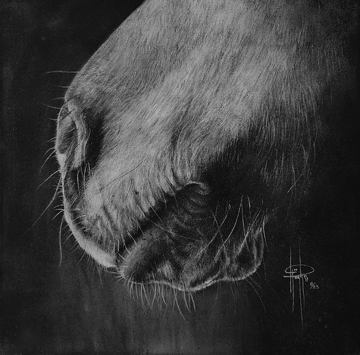 Muzzle 16x16 on canvas Charcoal
