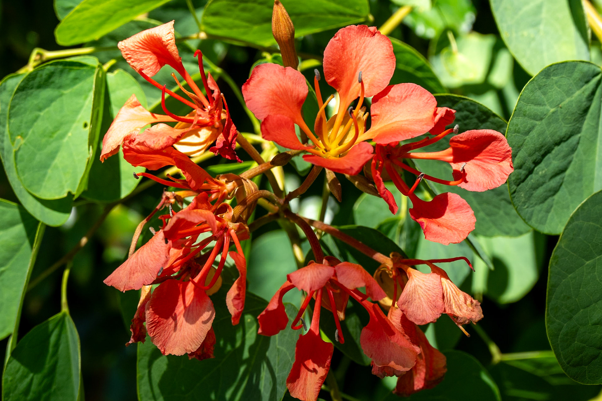Red Bauhinia Bauhinia galpinii