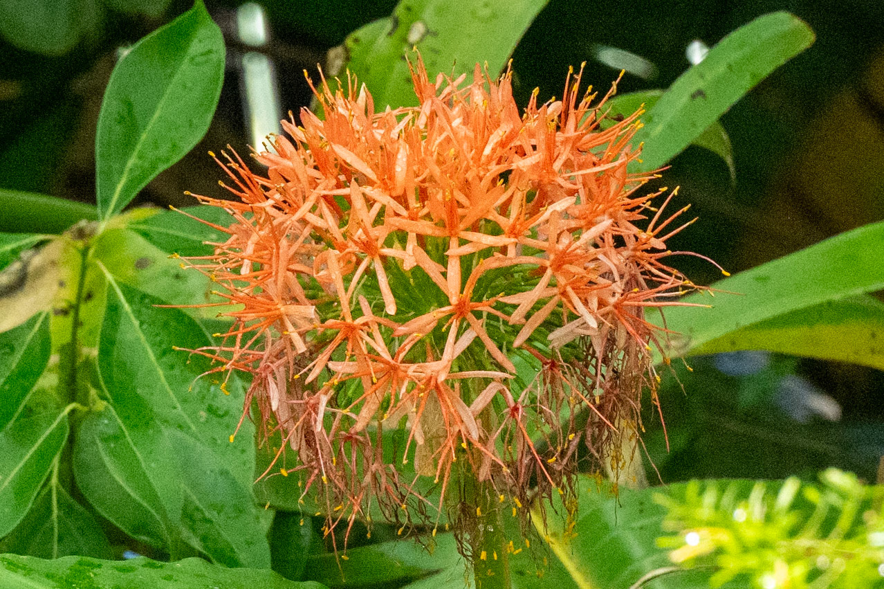 Bloodlilies Genus Scadoxus