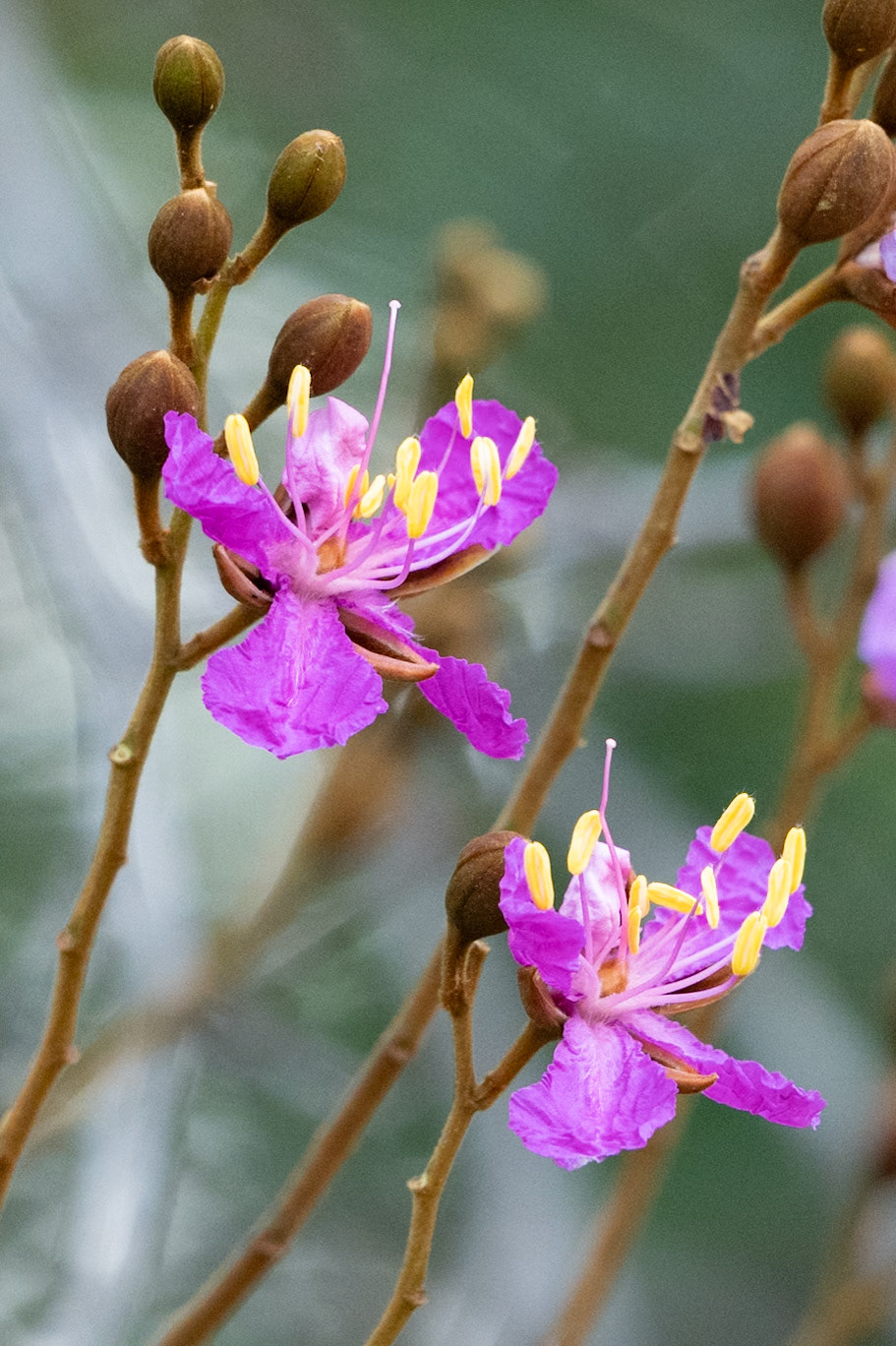 Baikiaea plurijuga (Teak)