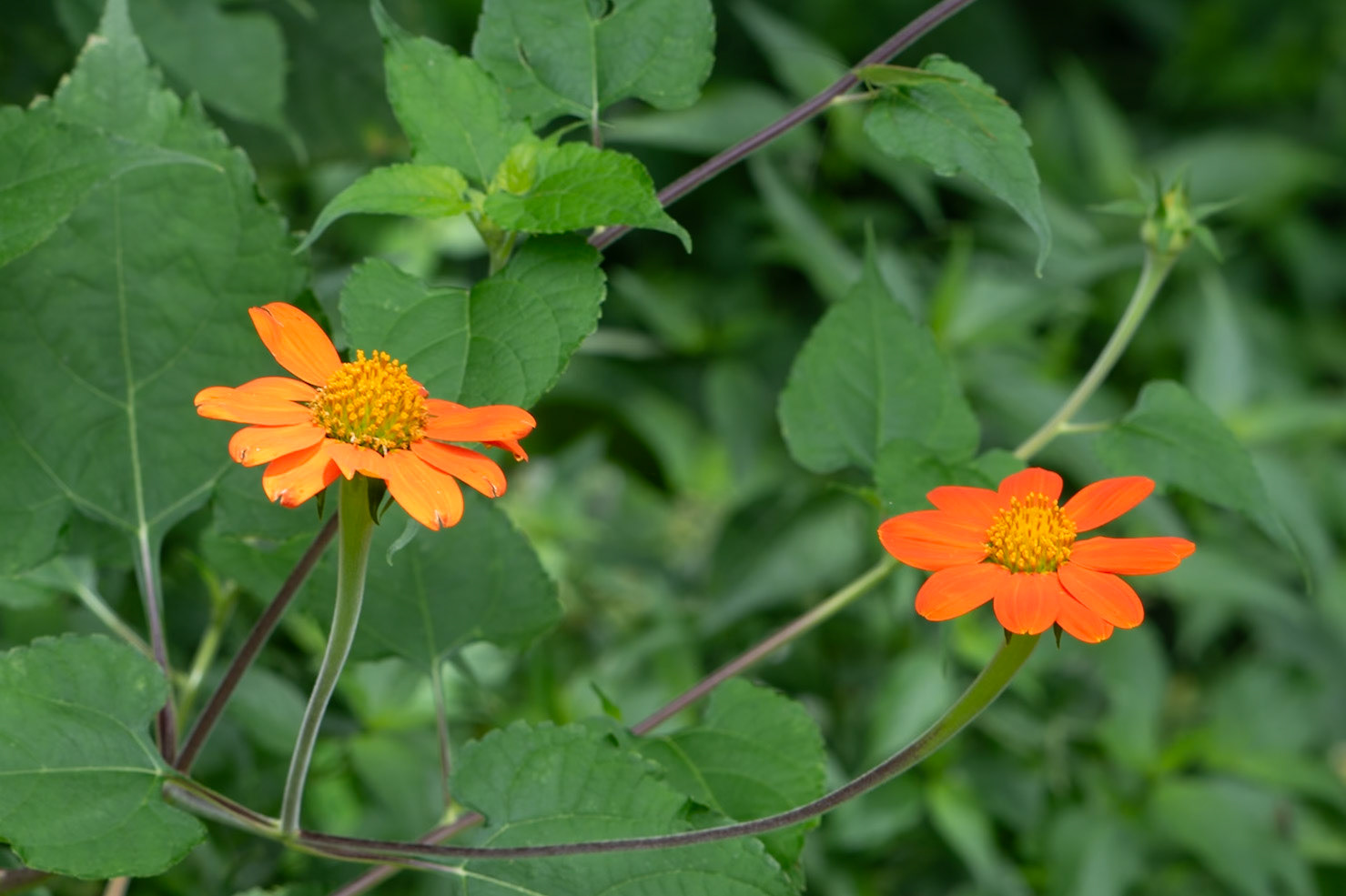 Red Sunflower Tithonia rotundifolia