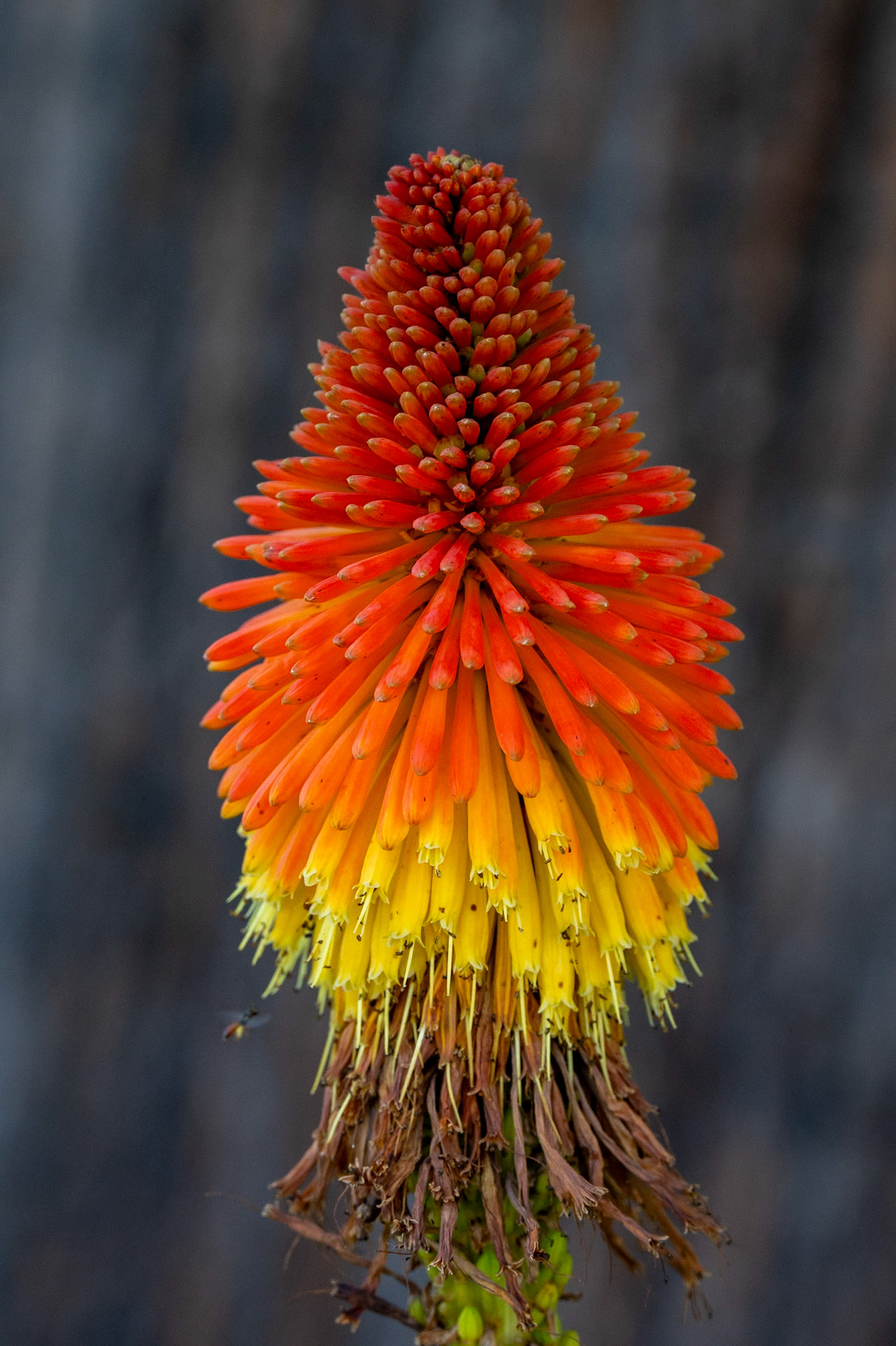 Red Hot Poker Kniphofia uvaria