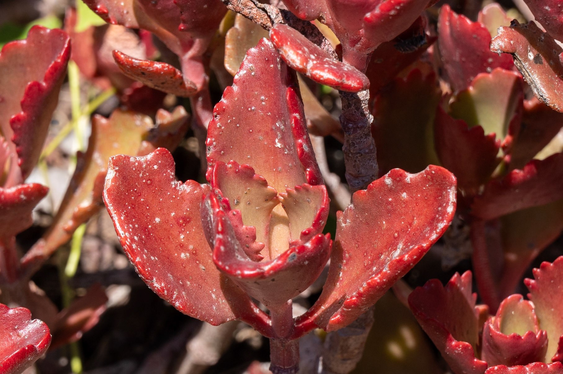Bushveld Kalanchoe Kalanchoe sexangularis