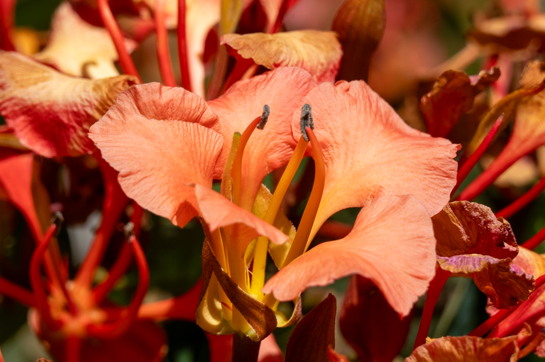 Red Bauhinia Bauhinia galpinii
