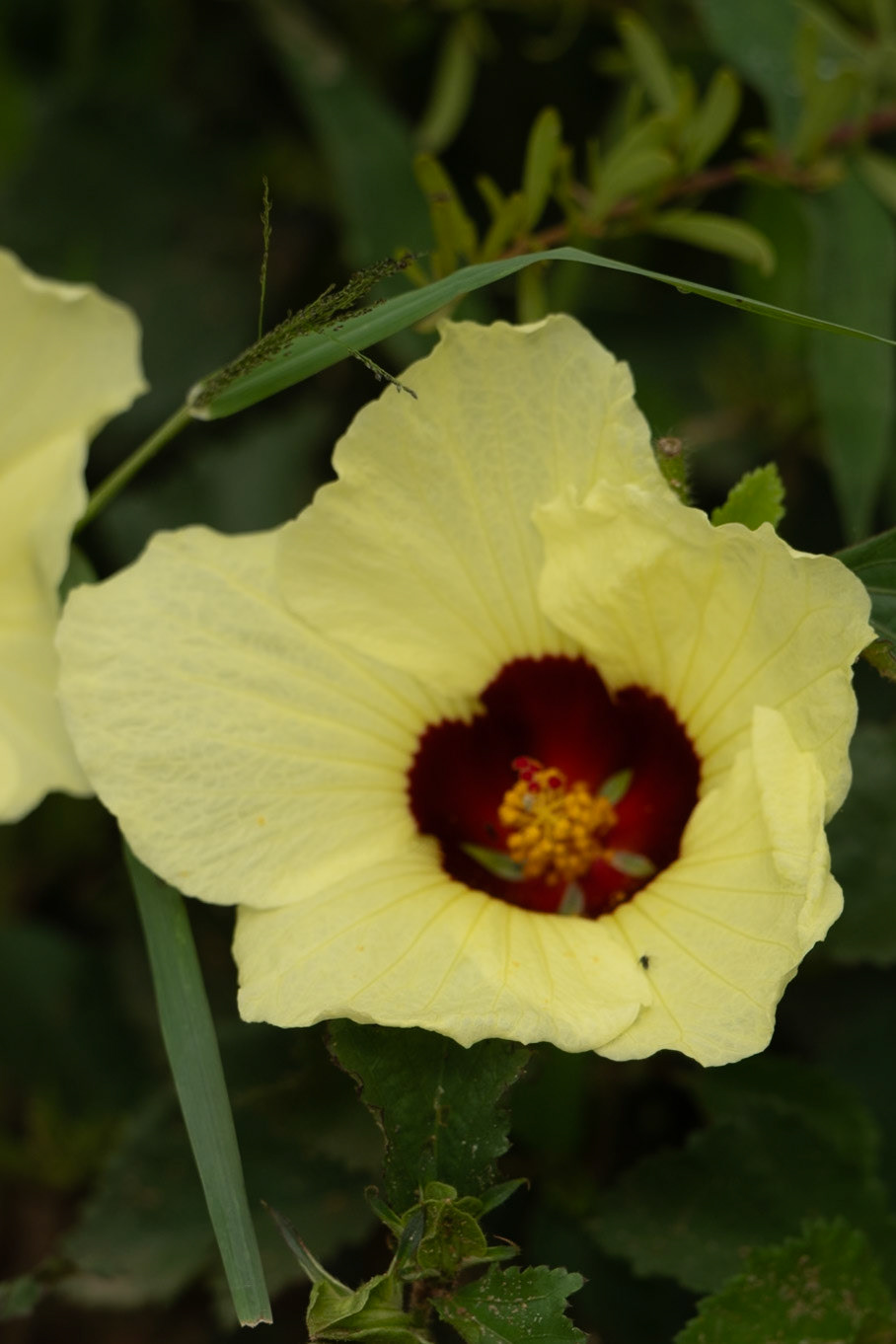 Sea Hibiscus Hibiscus tiliaceus