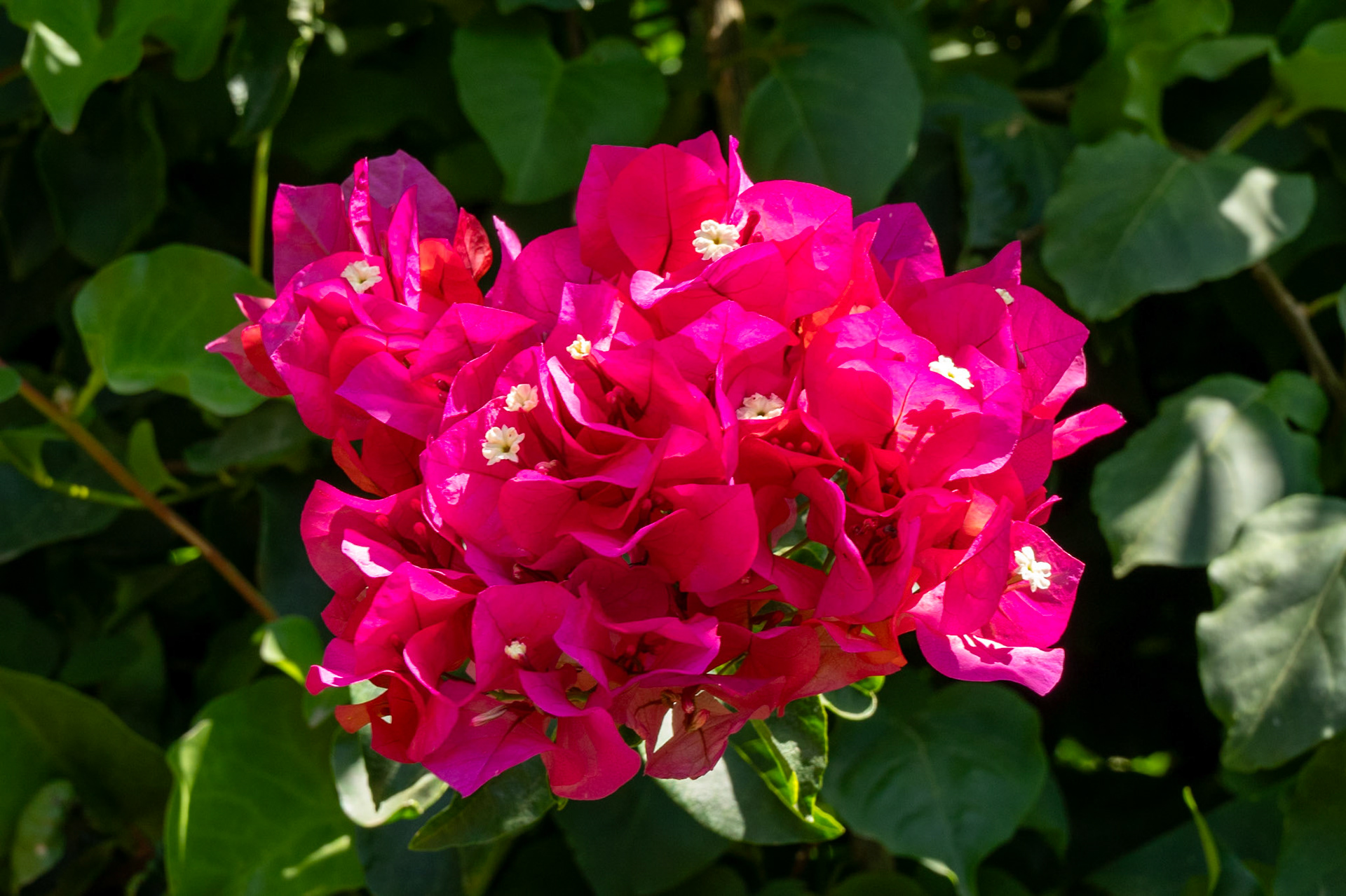 Lesser Bougainvillea Bougainvillea glabra