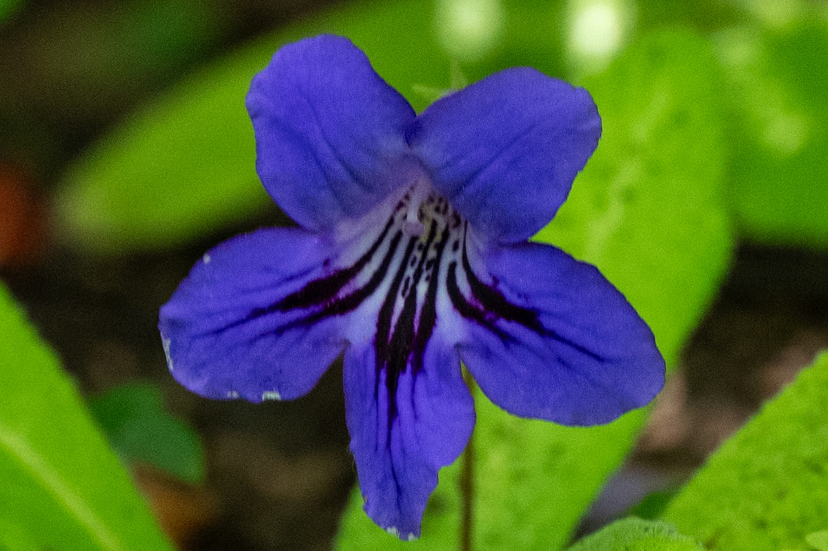 Blue Bushviolet Barleria obtusa