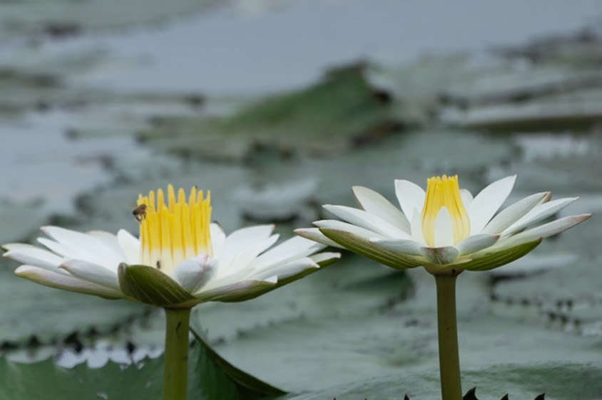 White Water Lily Nymphaea candida