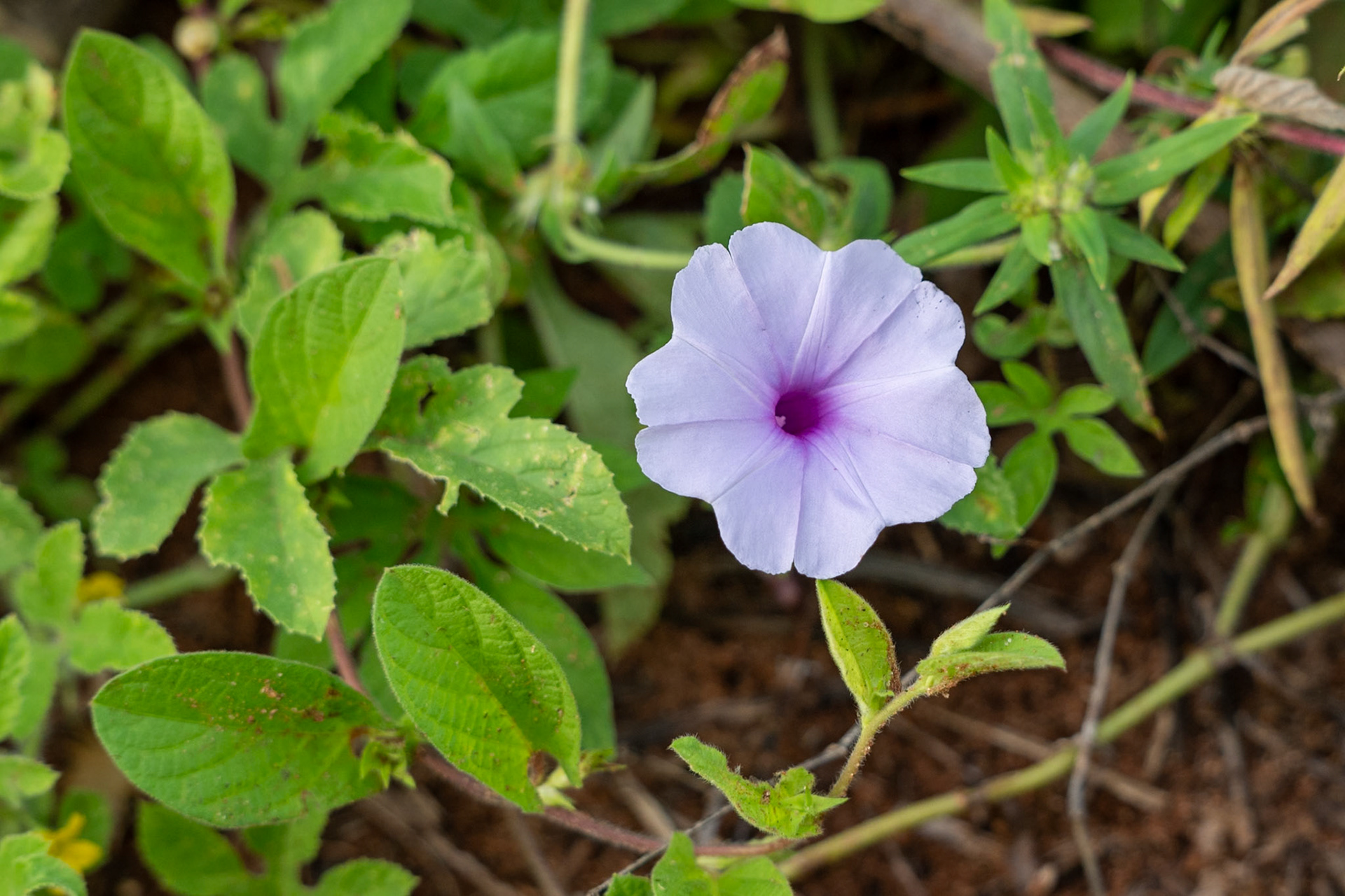 Morning-Glories Genus Ipomoea