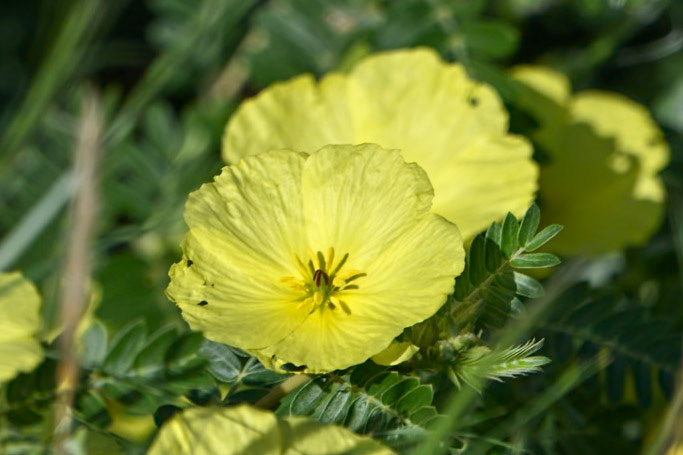 Argemone subfusiformis