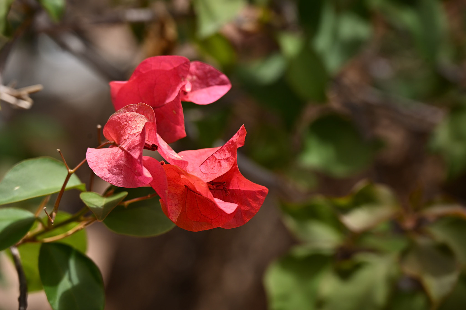 Beautiful Bougainvillea Bougainvillea spectabilis