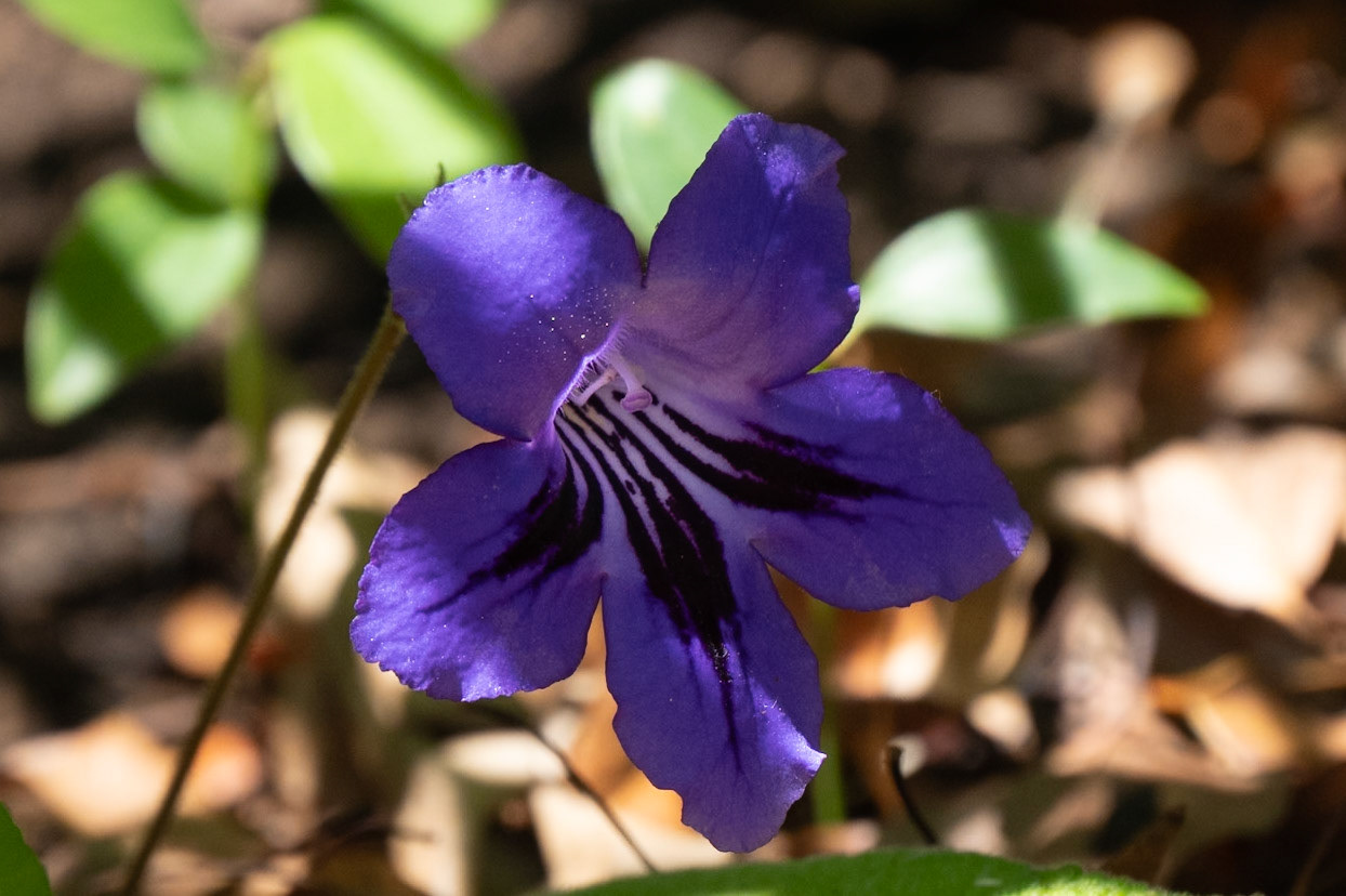 Blue Bushviolet Barleria obtusa
