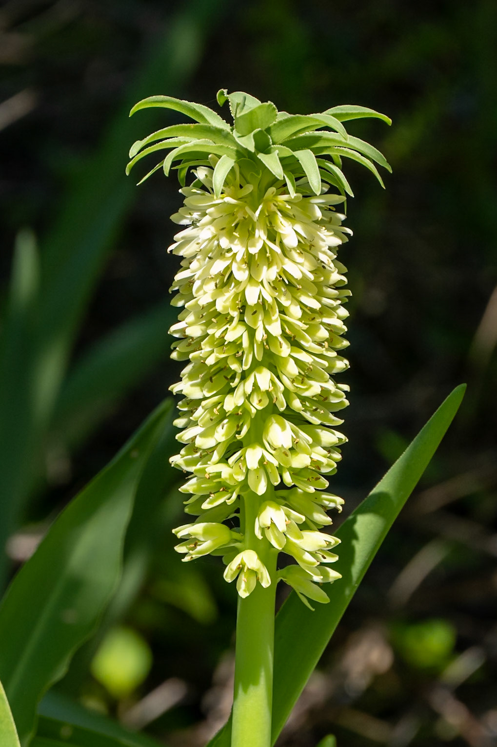 Autumn Pineapple Lily (Eucomis autumnalis)