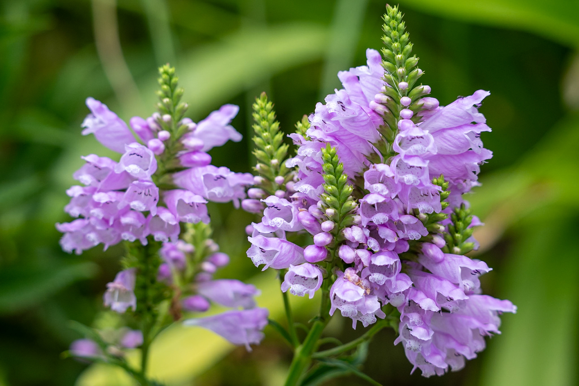 Obedient Plant Physostegia virginiana