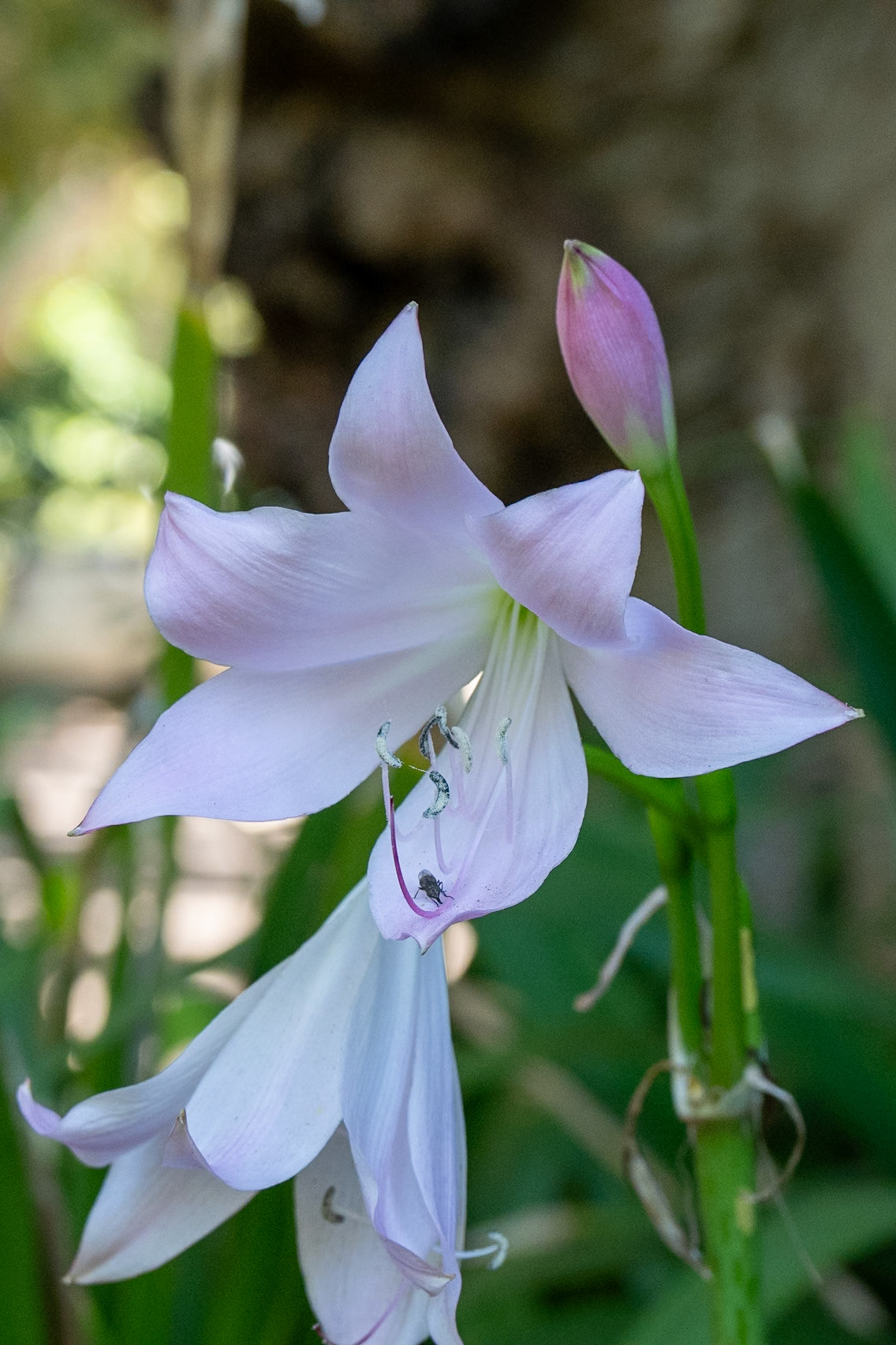 Natal Swamplily Crinum moorei