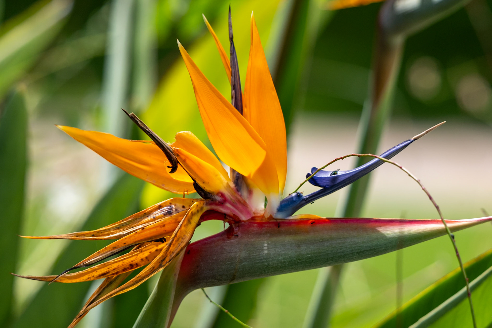 Bird-of-paradise Flowers Genus Strelitzia