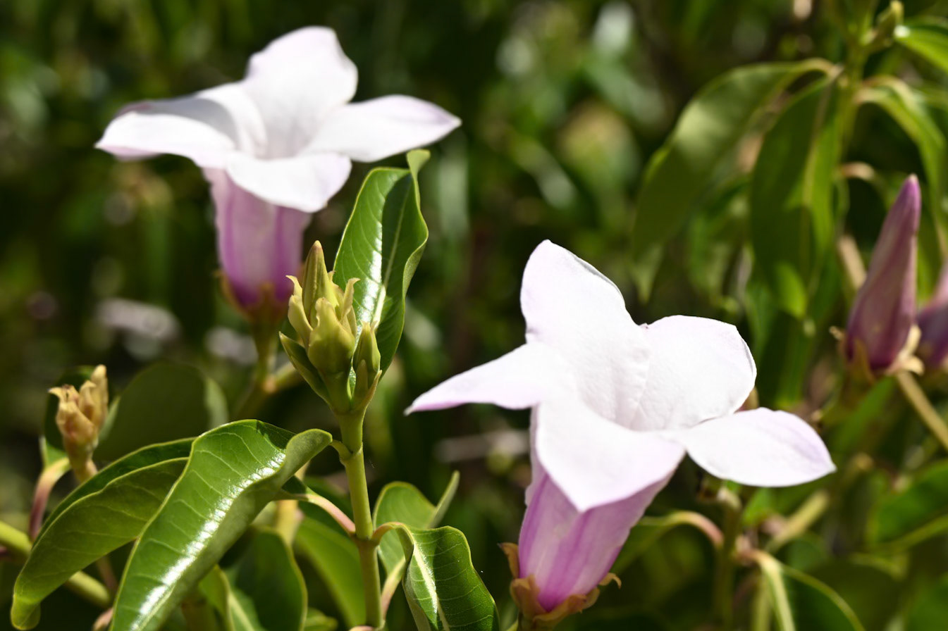 Genus Cryptostegia