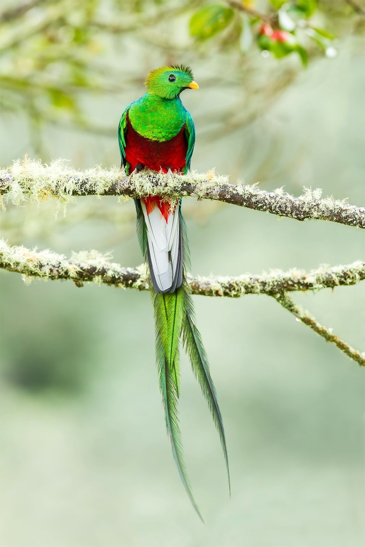 Resplendent Quetzal