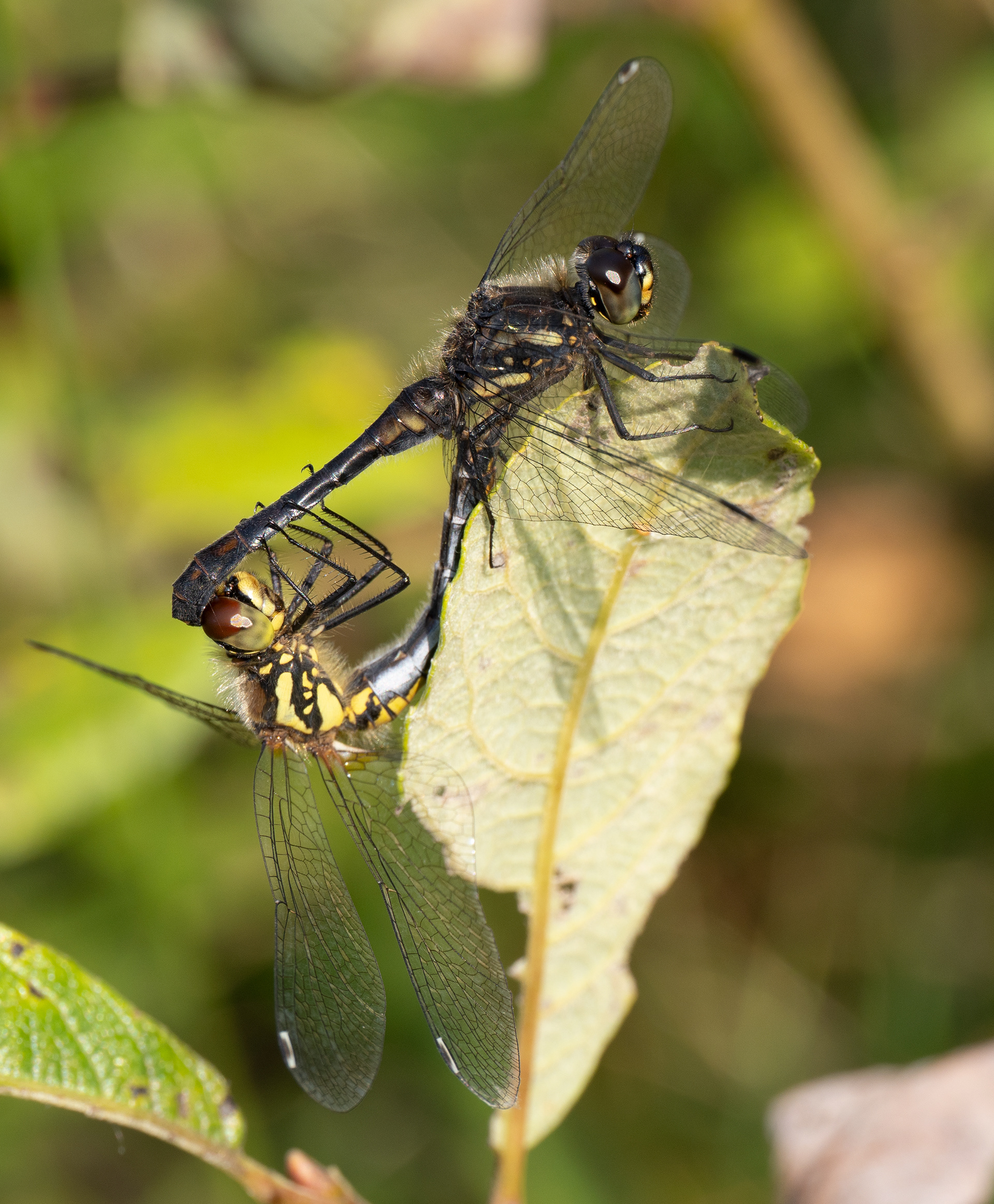 Dragonflies havin fun