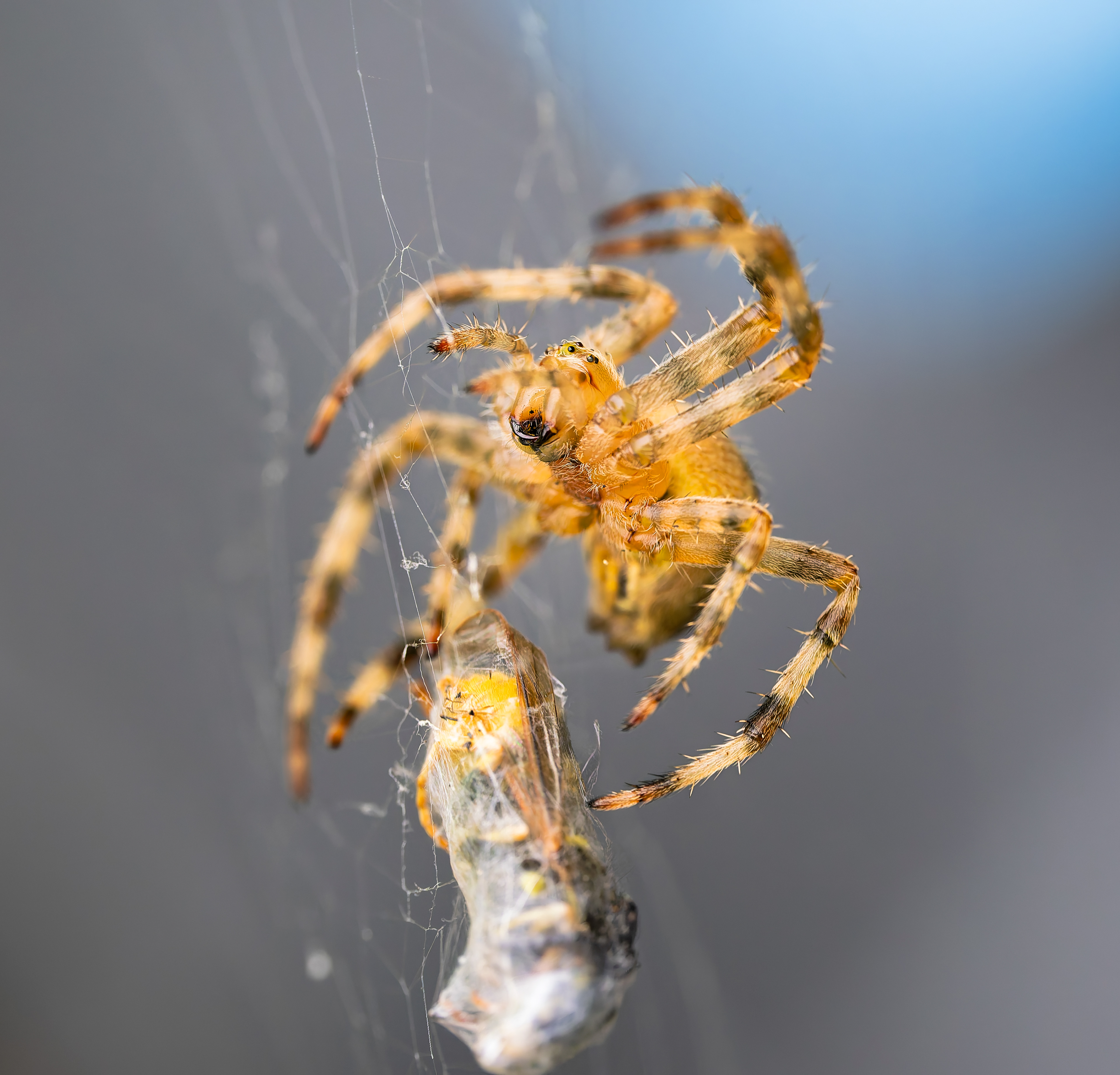 European Garden Spider working on it's prey