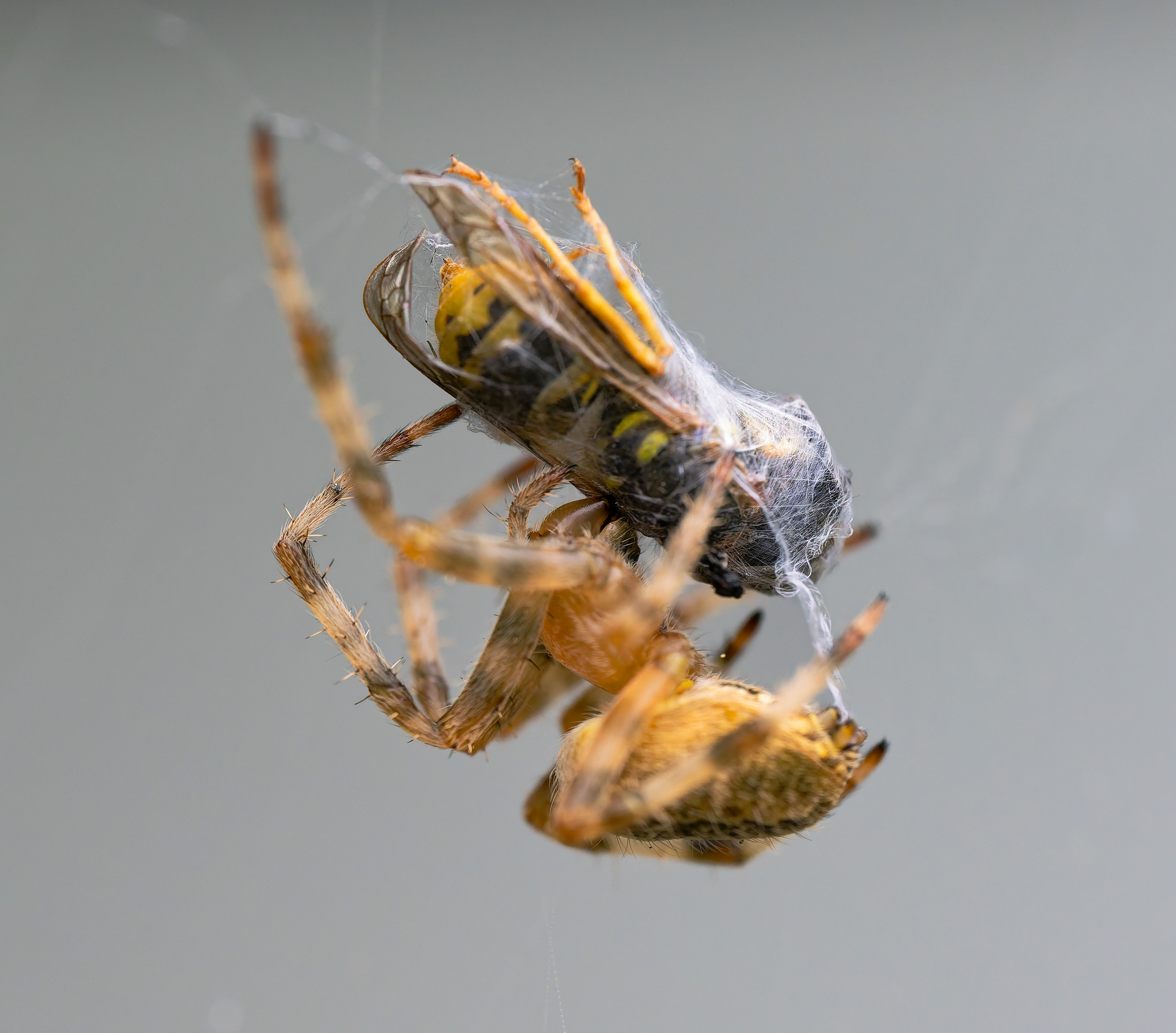 European Garden Spider feeding on it's prey