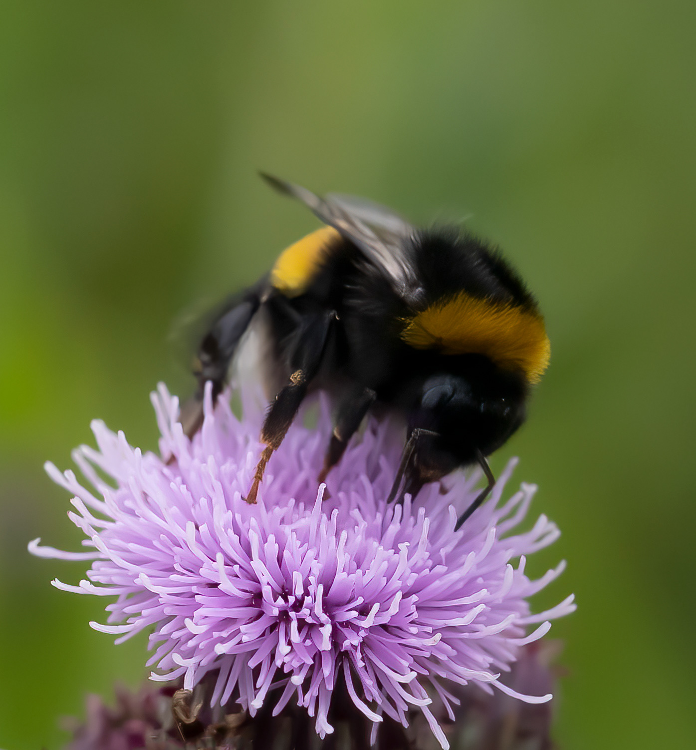 Bumblebee sucking nectar