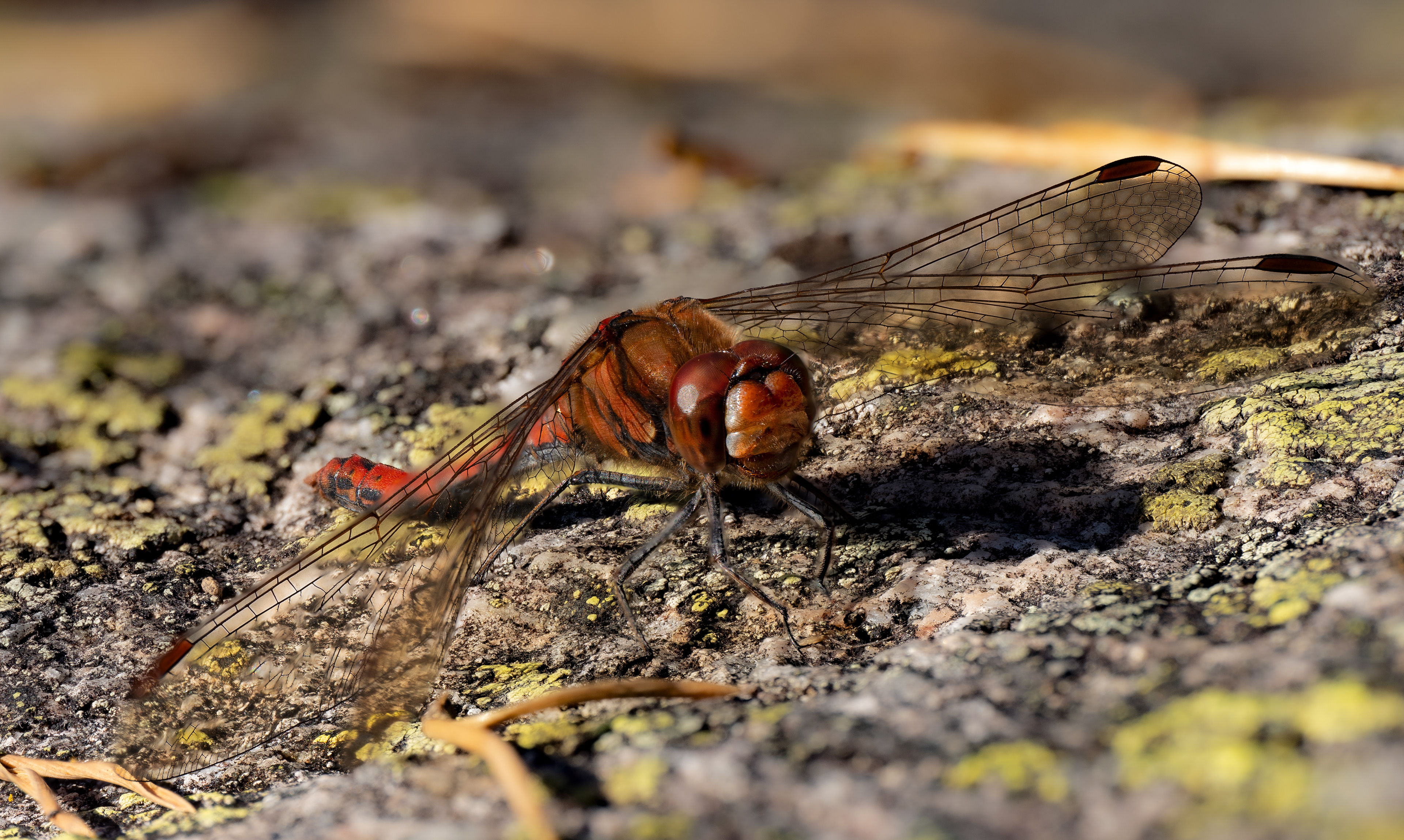 Dragonfly warming up
