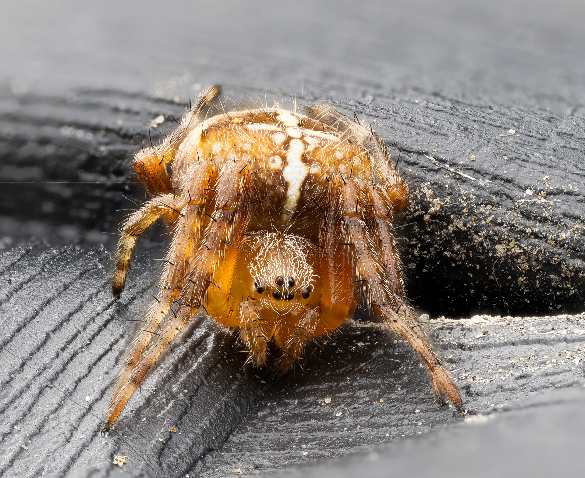 European Garden Spider (Araneus diadematus)