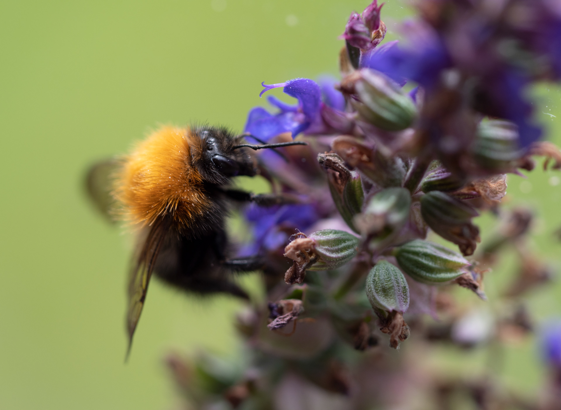 Bumblebee