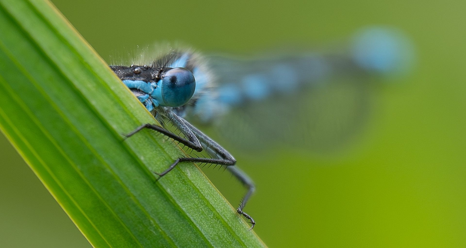 Shy Dragonfly