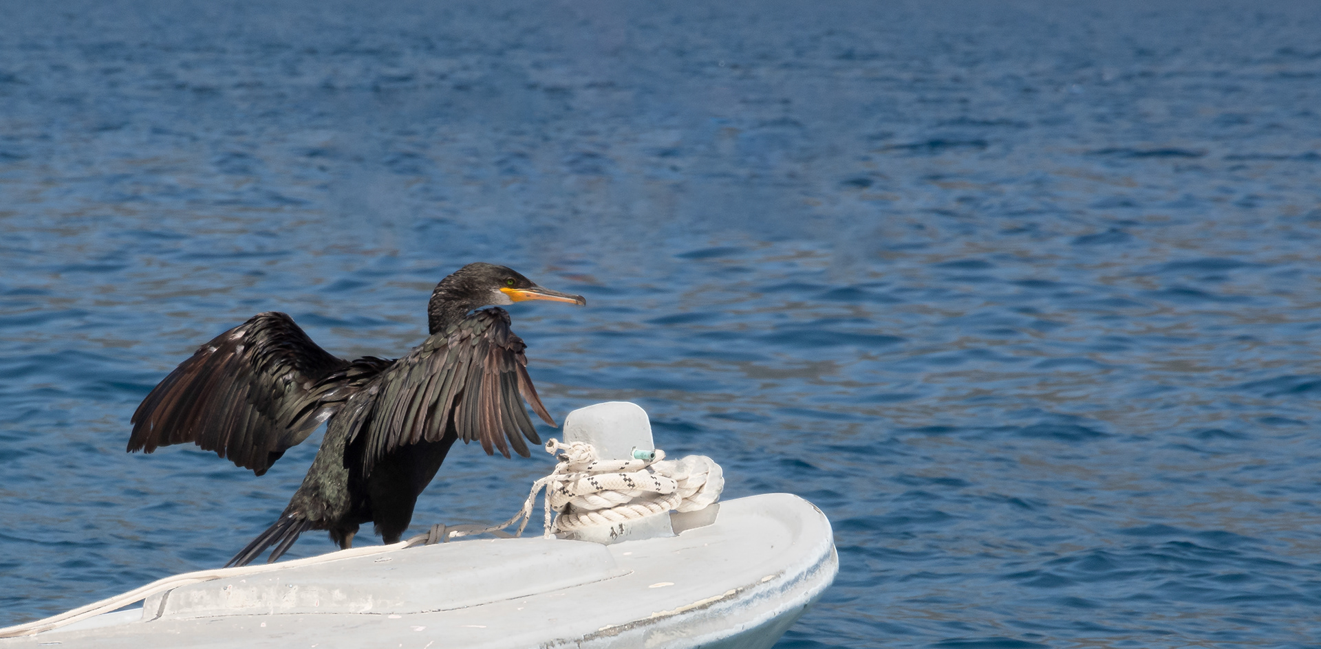 Great Cormorant