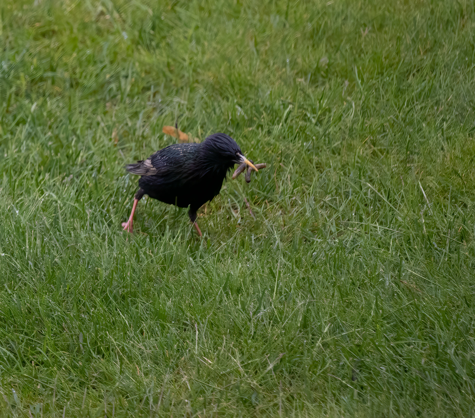 European Starling
