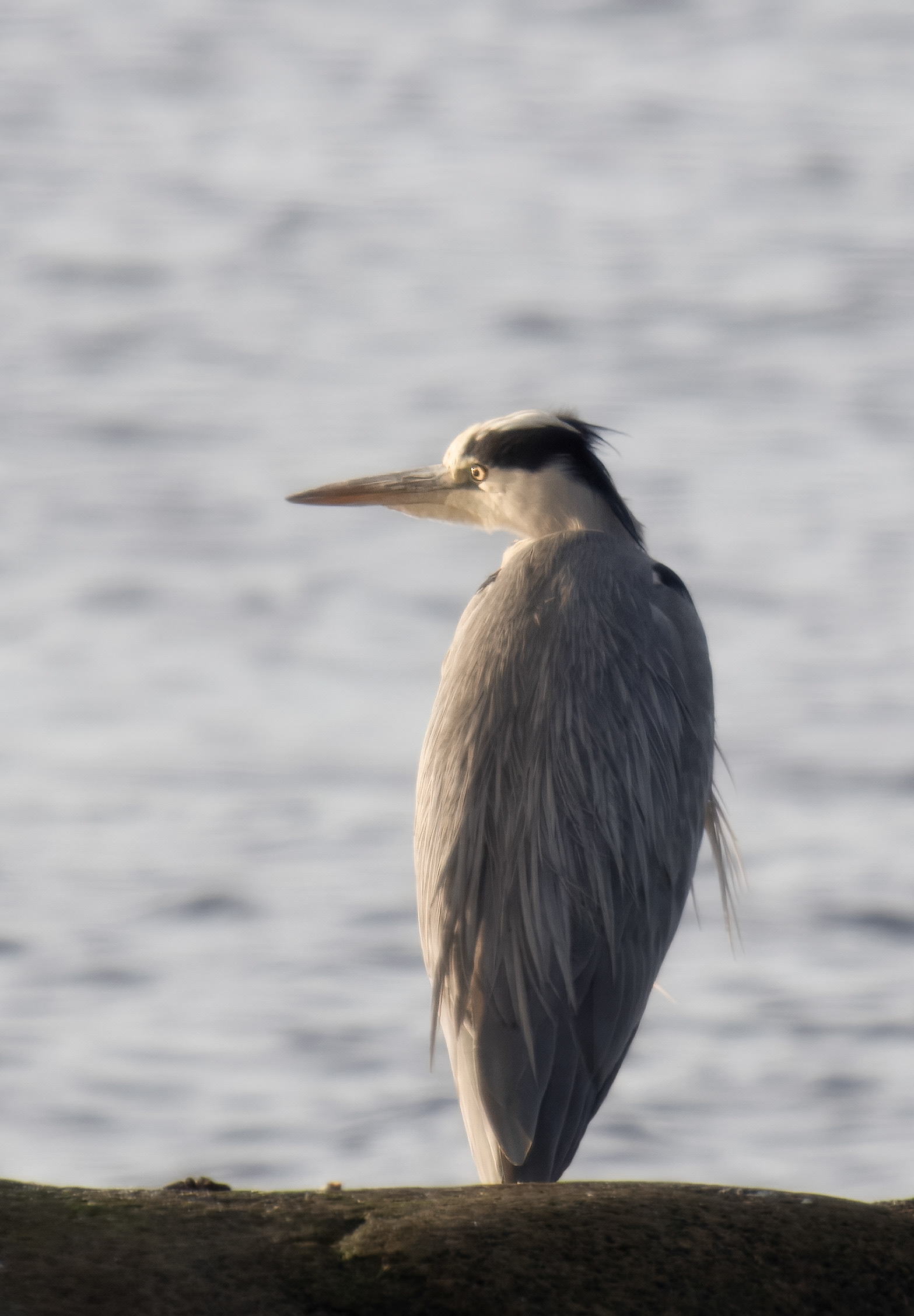 Heron in the morning sun