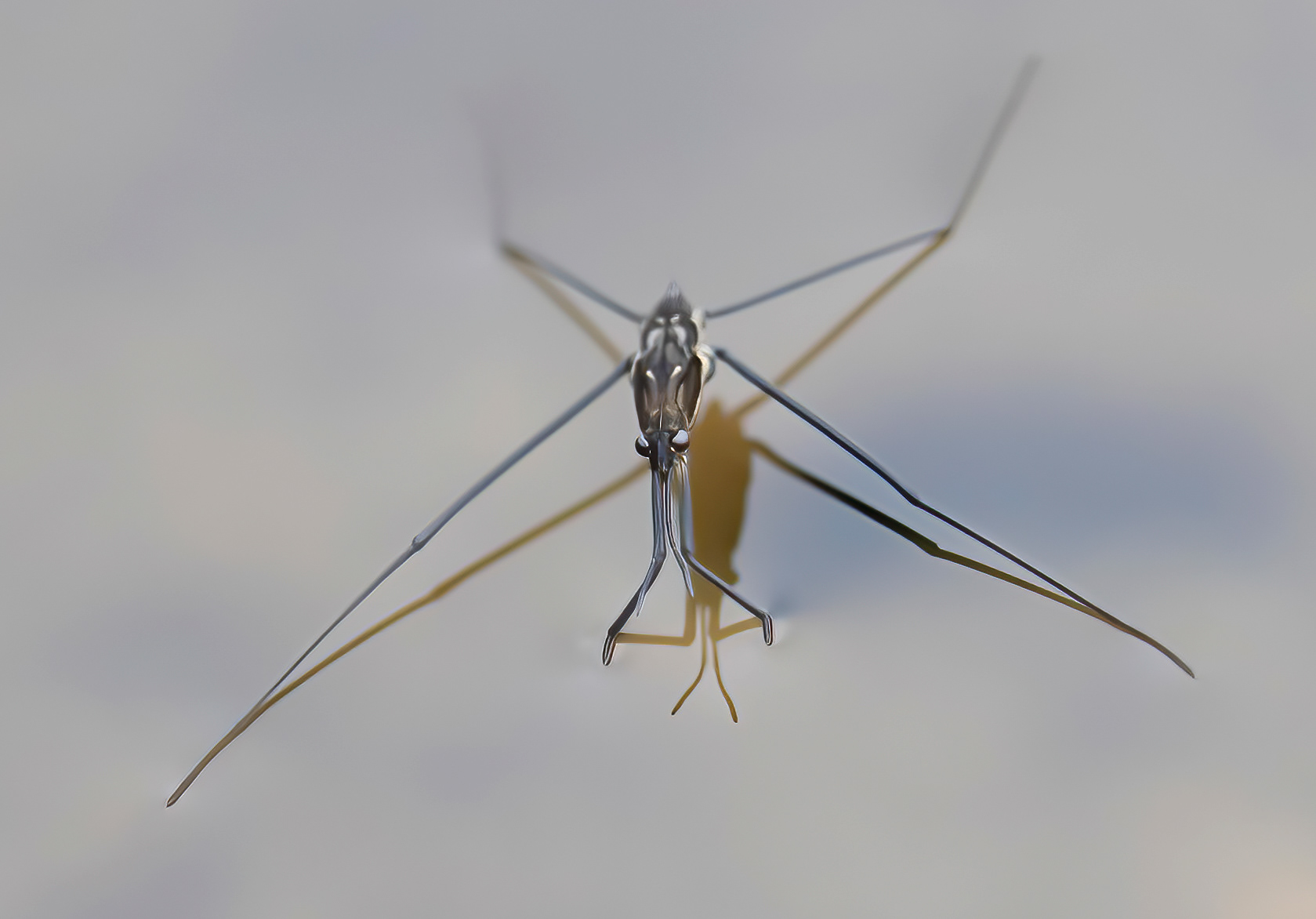 Water Strider (Gerridae)