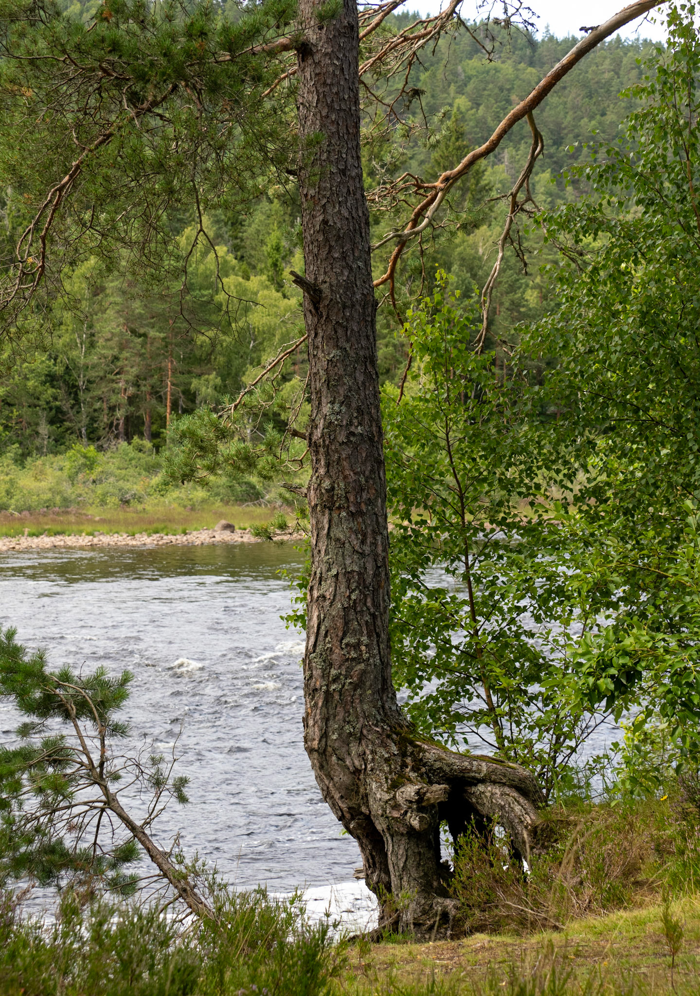 Nature's own Brontosaurus 