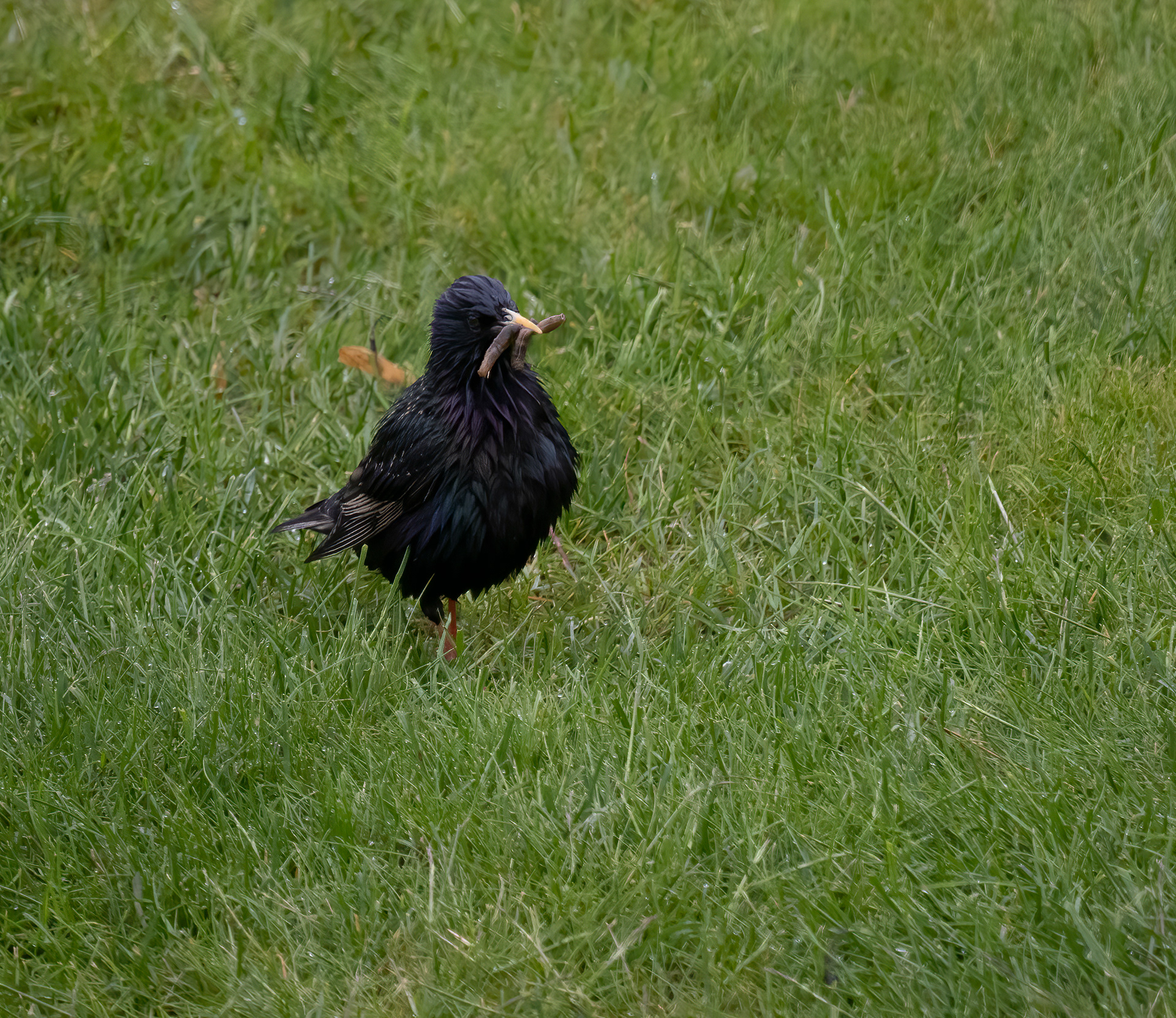European Starling