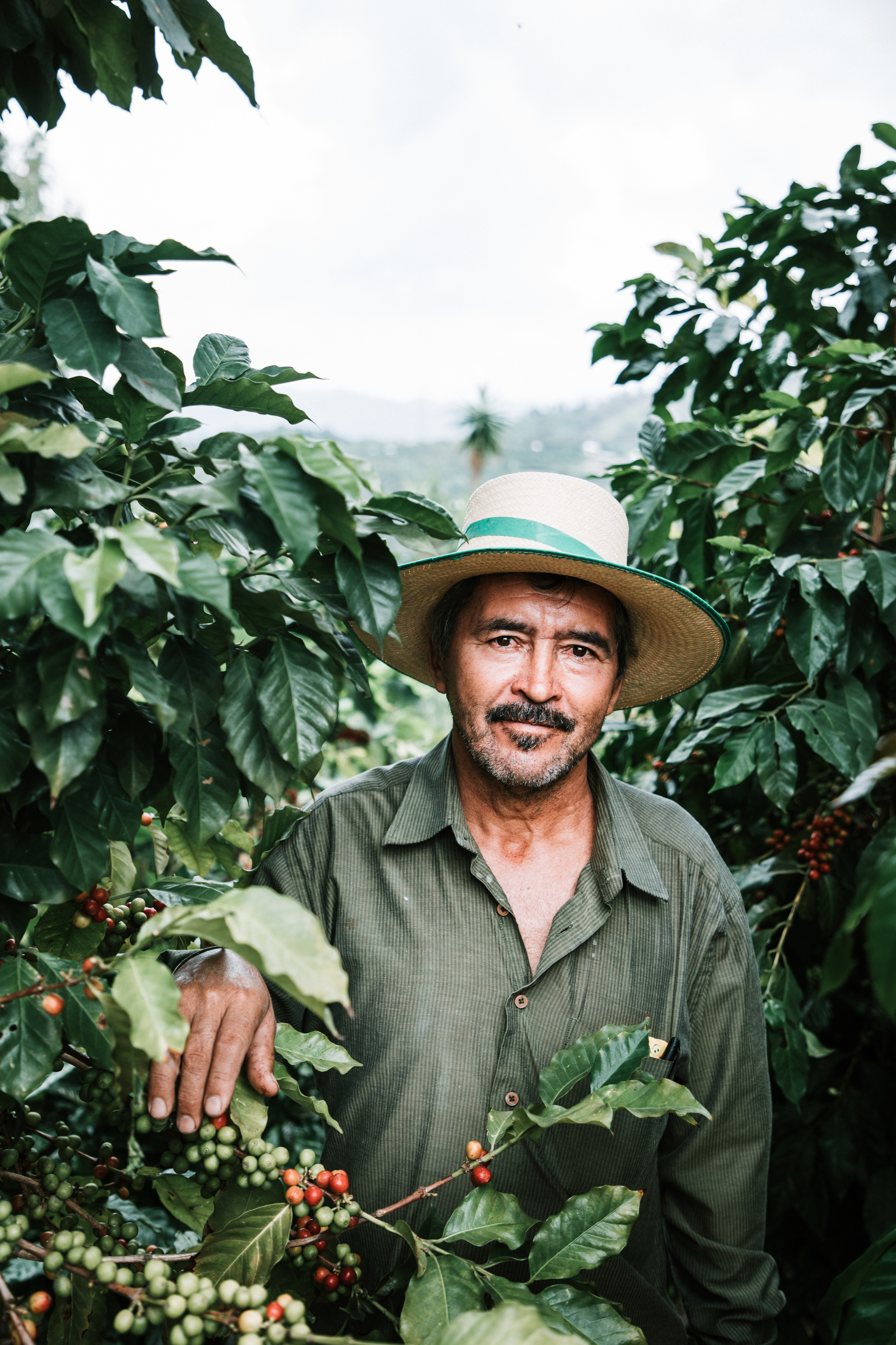 Coffee Farmer in Honduras For Succulent Coffee