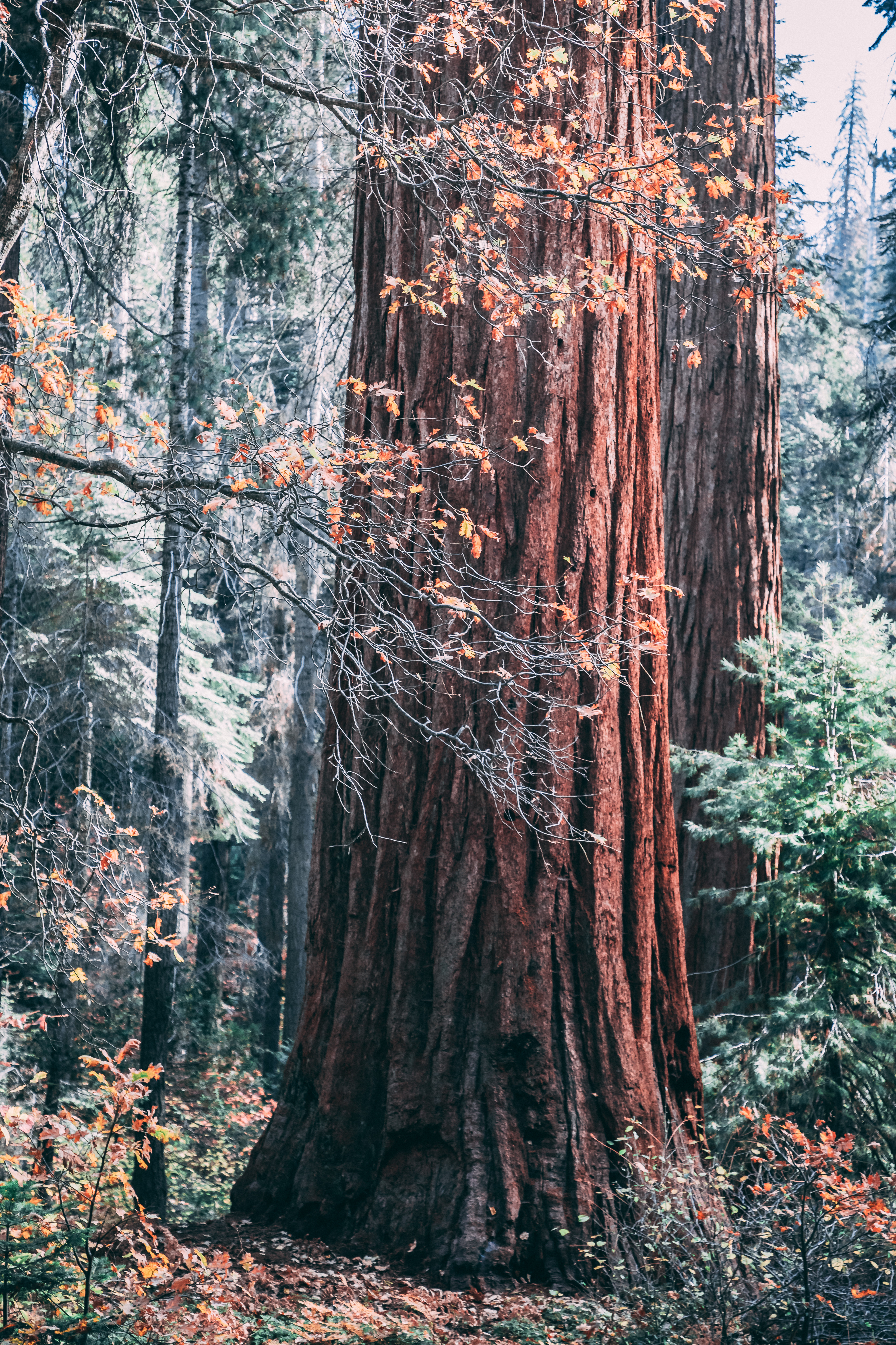 Sequoia Tree, Sequoia National Park, California