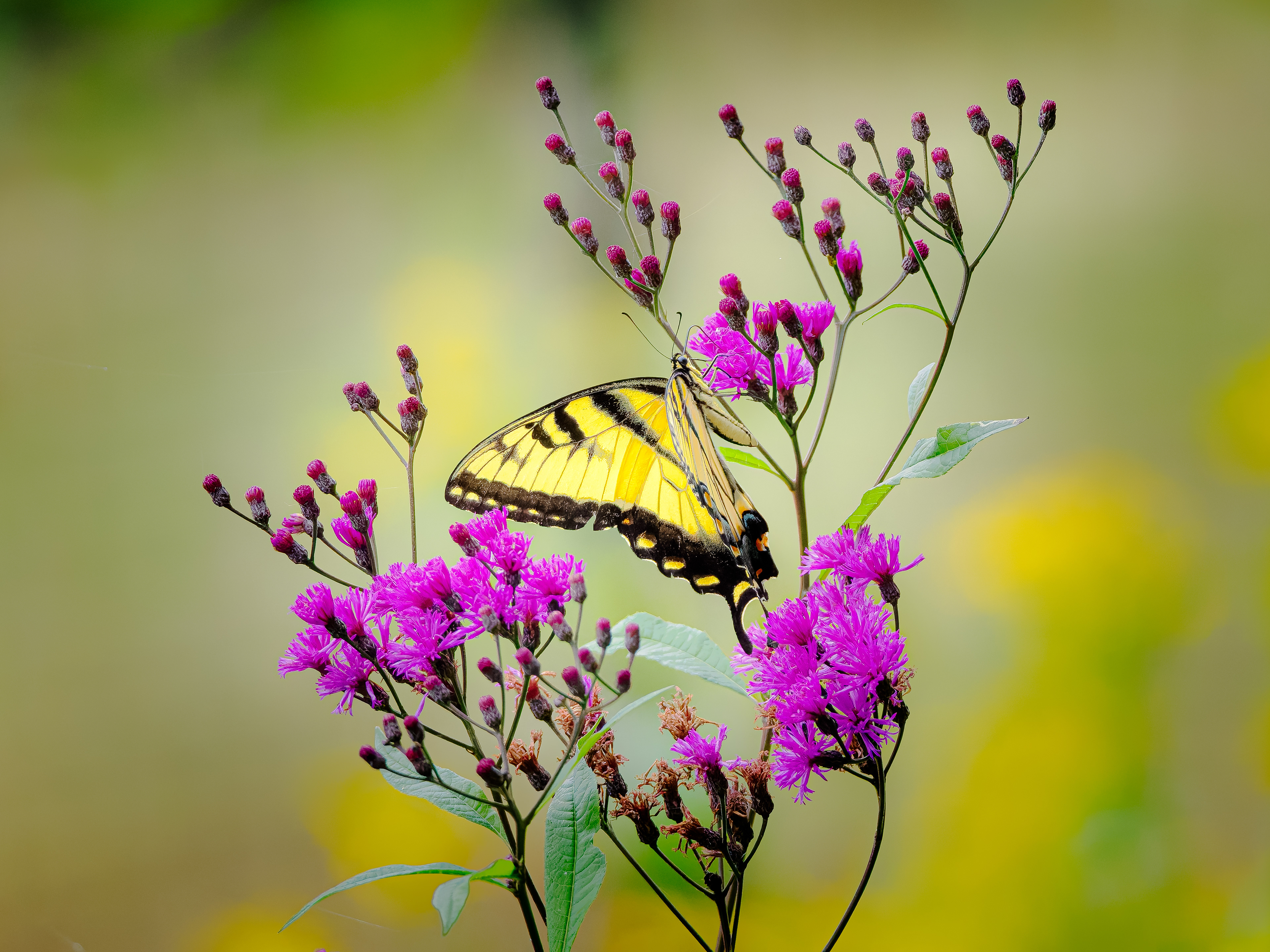 Butterfly at Georgia State Botanical Garden in Athens, Georgia.
