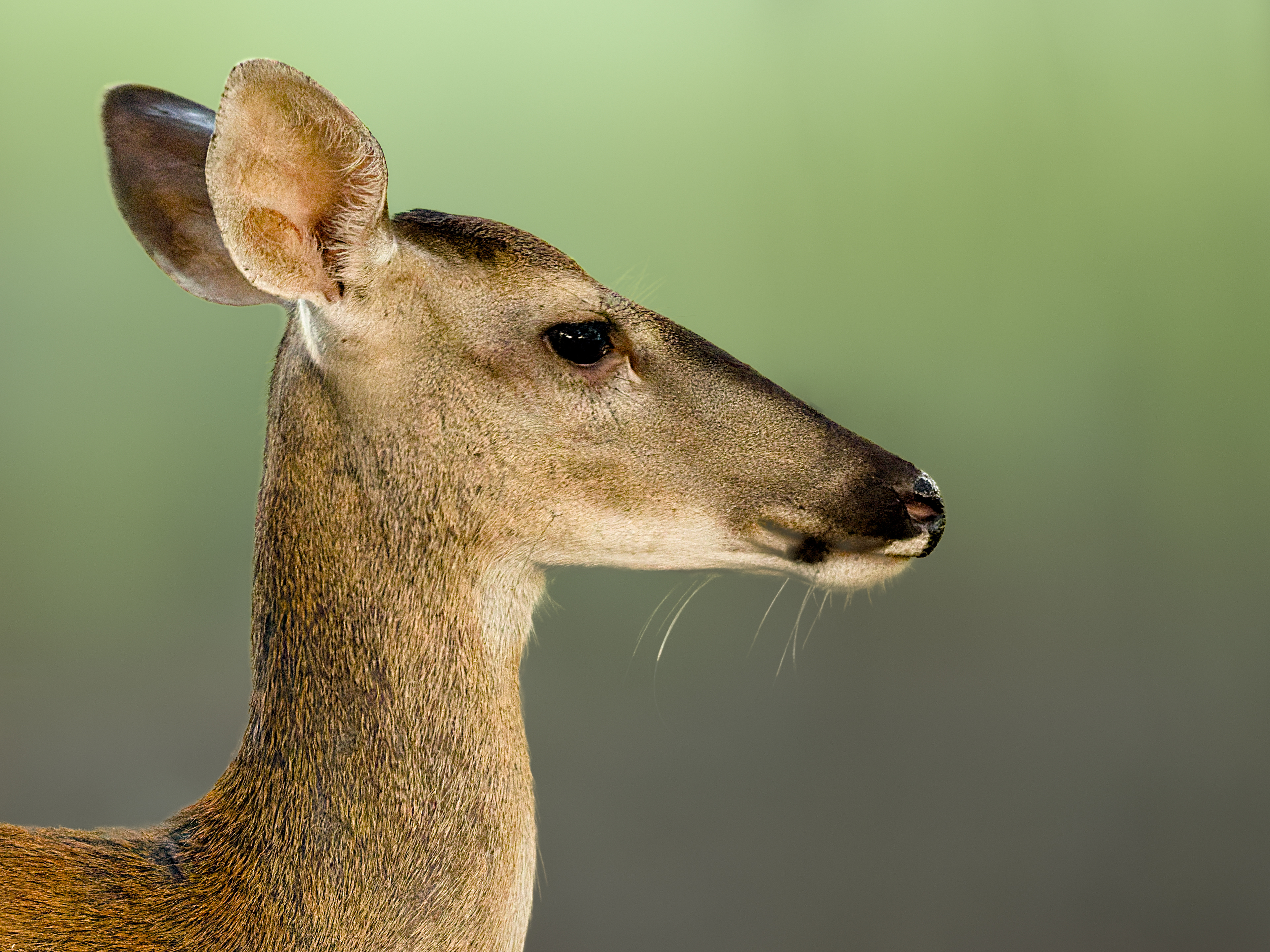 White tailed deer portrait in the woods near Jefferson Georgia