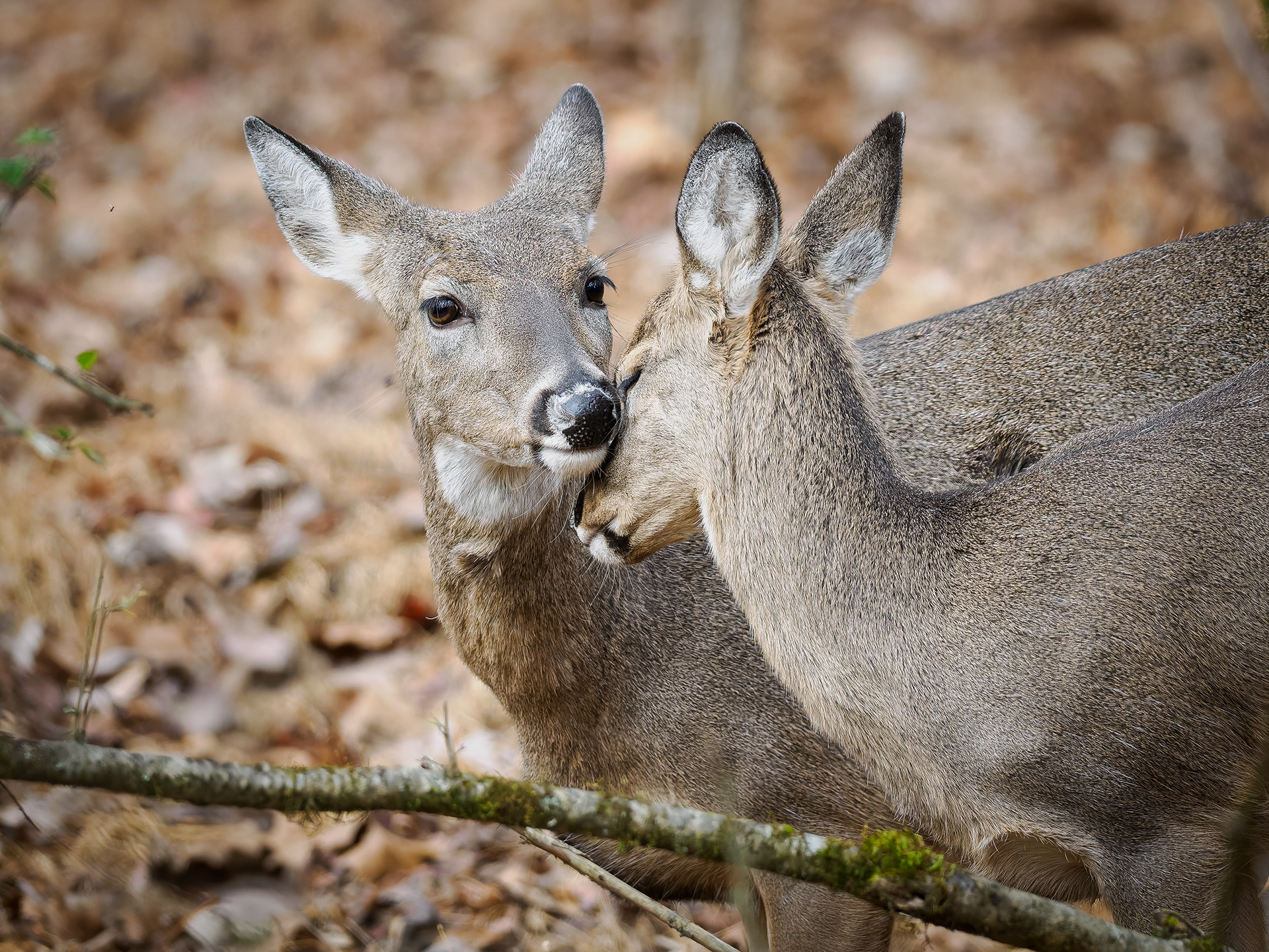 Mother and her one year old white tail deer deep in the woods  near Hoschton Georgia.