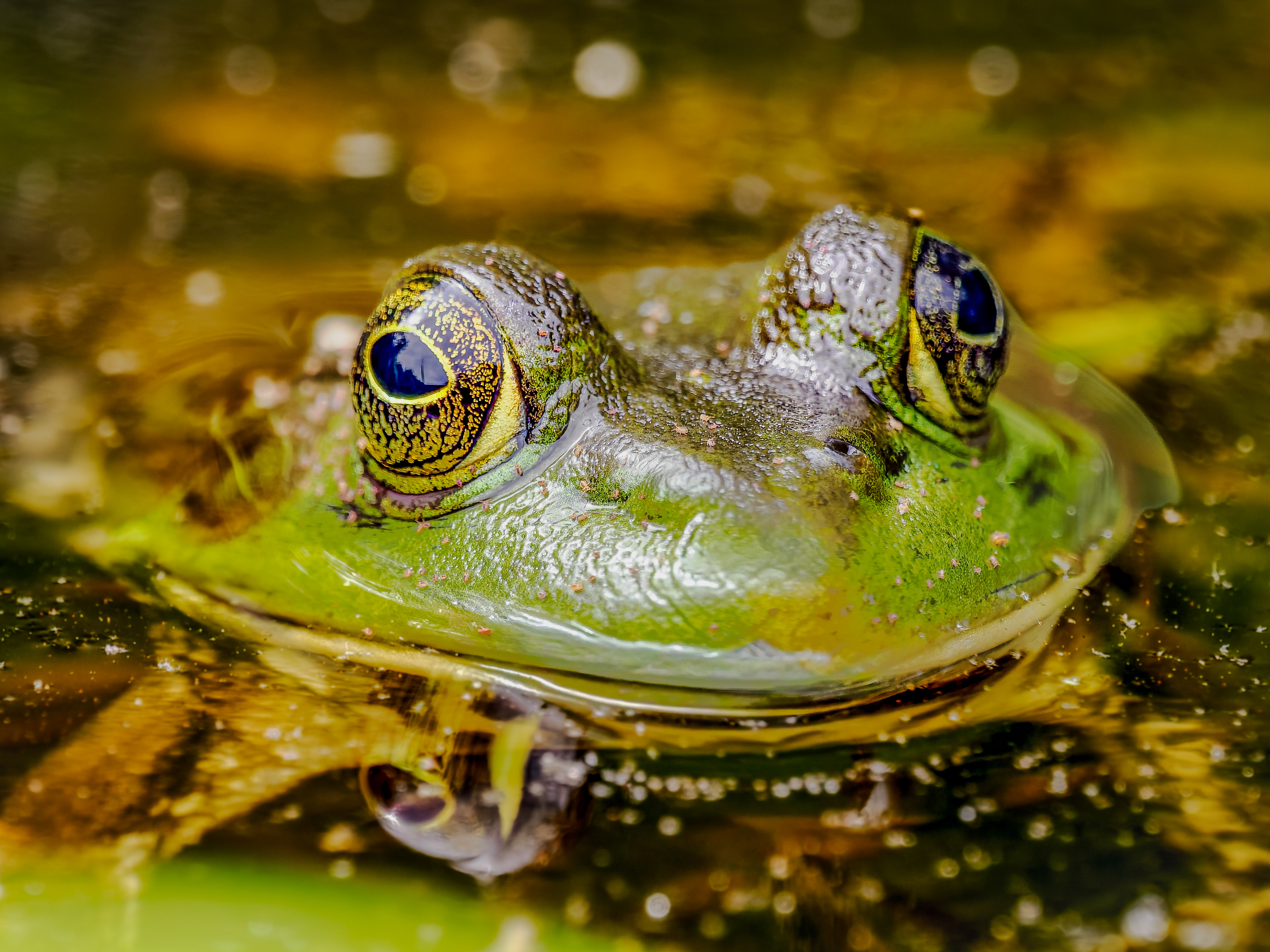 Partly submerged American Green Frog basking in the sun at State Botanical Garden of Georgia.  Beaver Pond boardwalk.  Athens, Georgia.