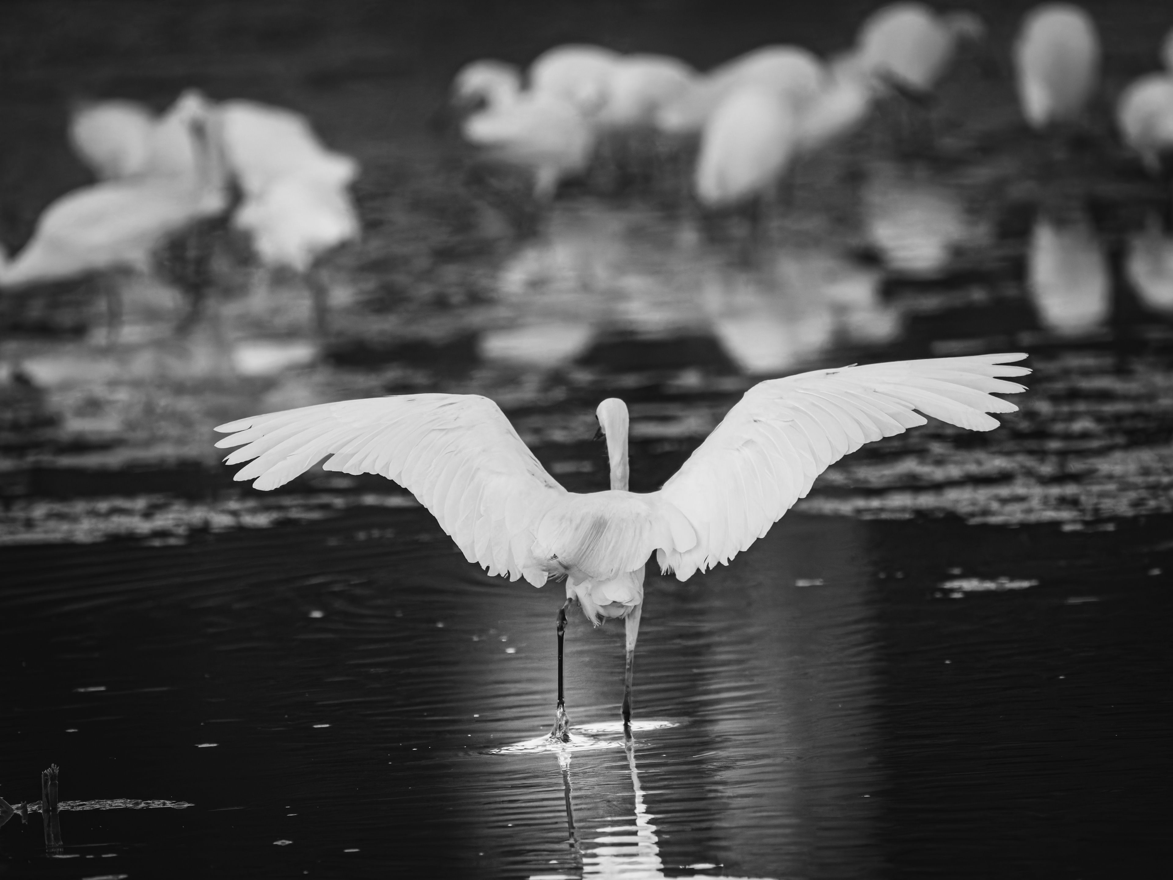 Snowy Egret preparing to take off from Mullet Pond.  Early in the morning at Huntington Beach State Park in South Carolina.