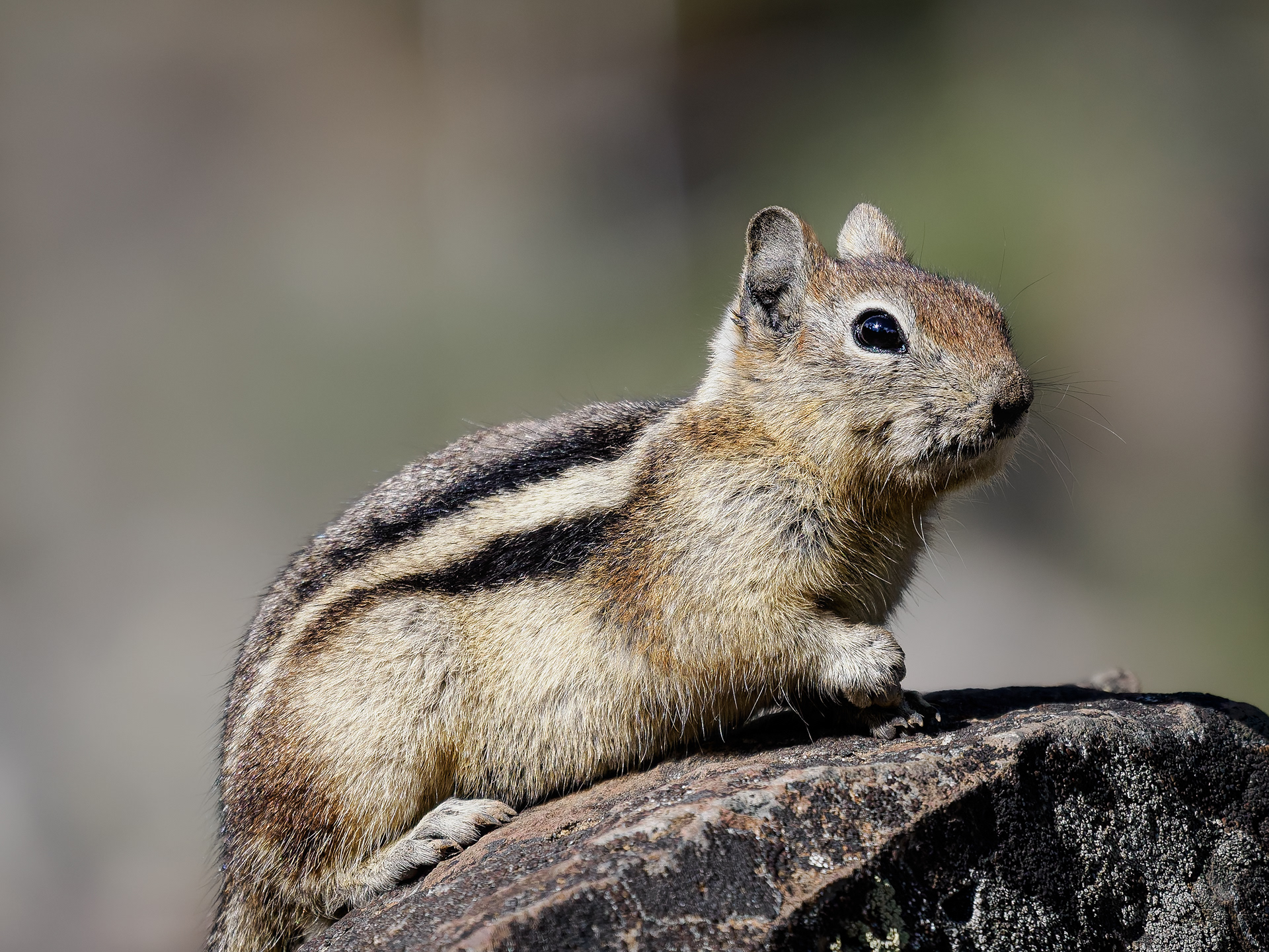 Yellow Mantled Ground Squirrel in Yellowstone National Park at Sheepeater Cliff.