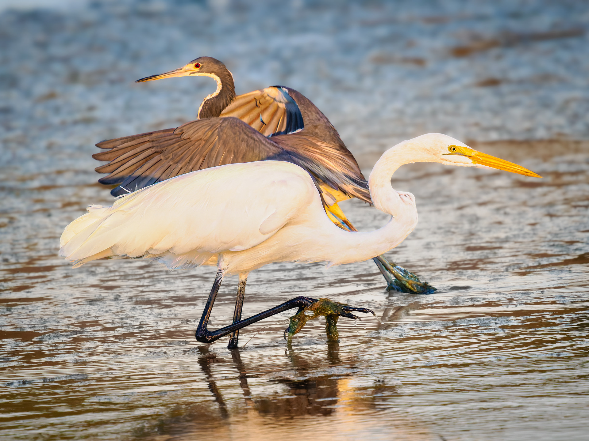 Great Egret and Tri Colored Heron sharing the same runway at Mullet Pond.  Huntington Beach State Park, South Carolina. 