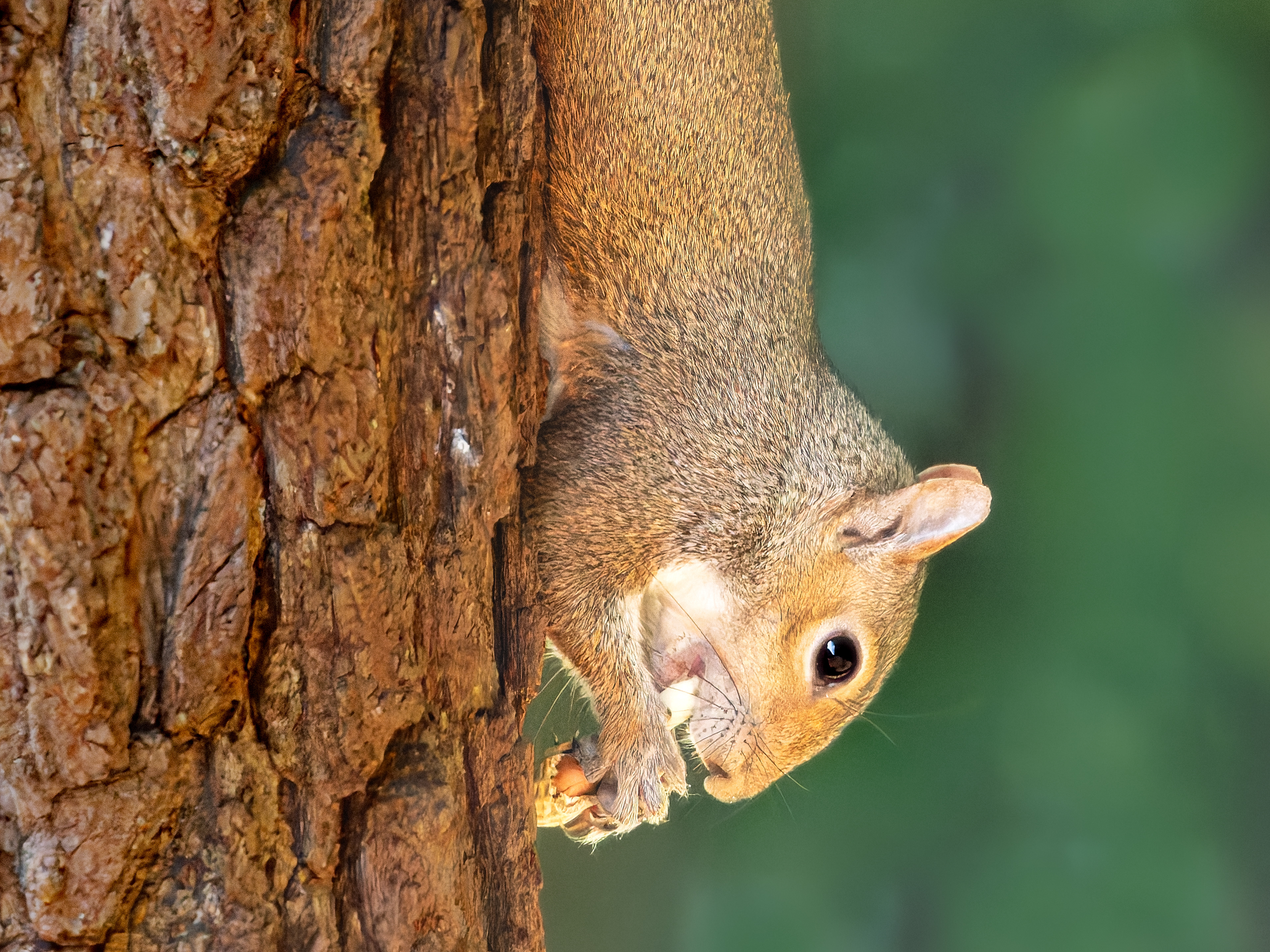 Tree Squirrel munching on a peanut in shell.  Backyard in Northeast Georgia.